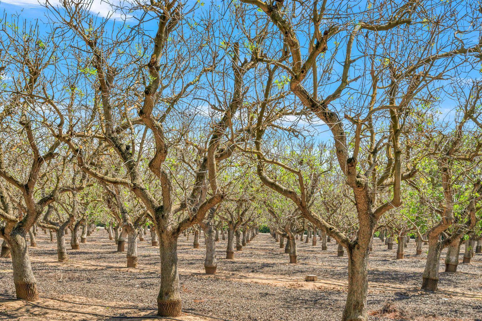 Exeter, California, 93221, United States, 4 Bedrooms Bedrooms, ,5 BathroomsBathrooms,Residential,For Sale,1981903