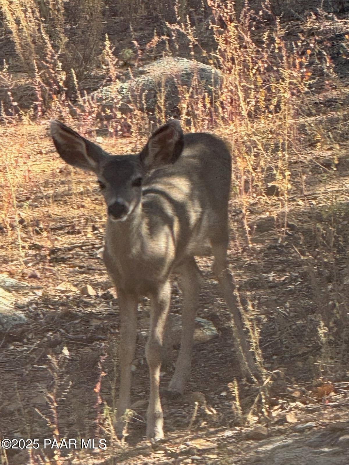 Prescott, Arizona, 86303, United States, 2 Bedrooms Bedrooms, ,2 BathroomsBathrooms,Residential,For Sale,1991251