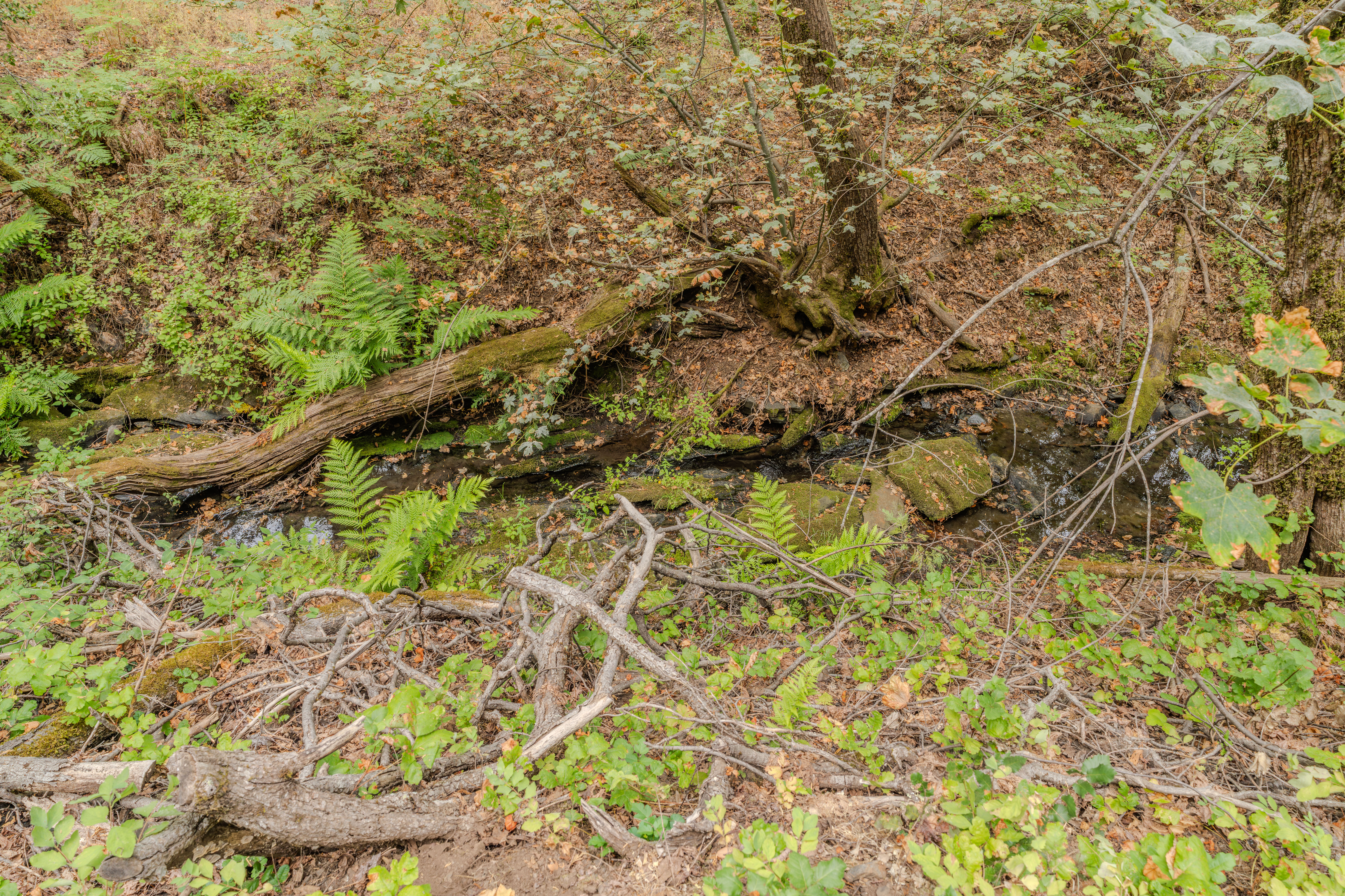  18101 Old River Road, Fiddletown, CA 95629 - 物件實景