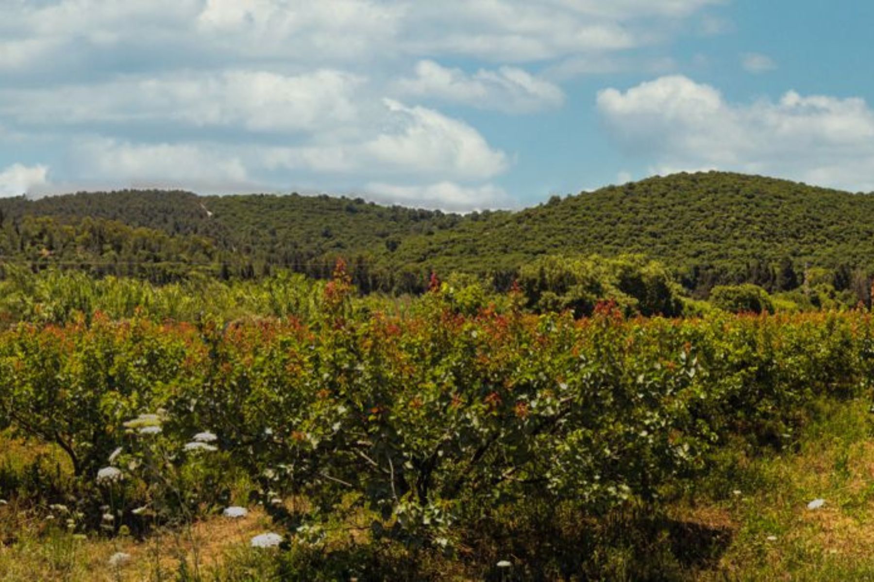  Tuscan-Style Villa in the Pastoral Village of Bat Shlomo - 物件實景