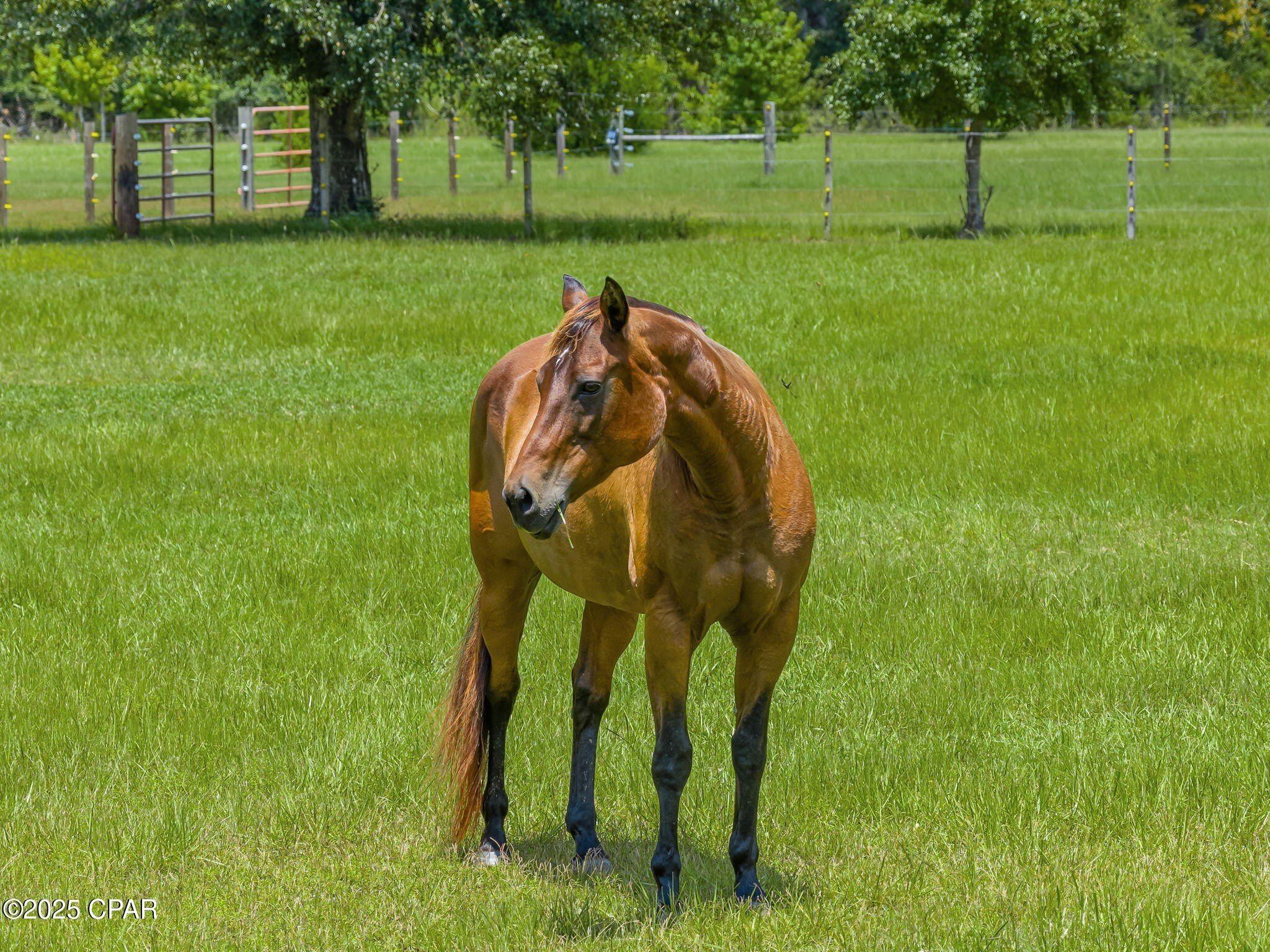 Youngstown, Florida, 32466, United States, 6 Bedrooms Bedrooms, ,6 BathroomsBathrooms,Residential,For Sale,1983496