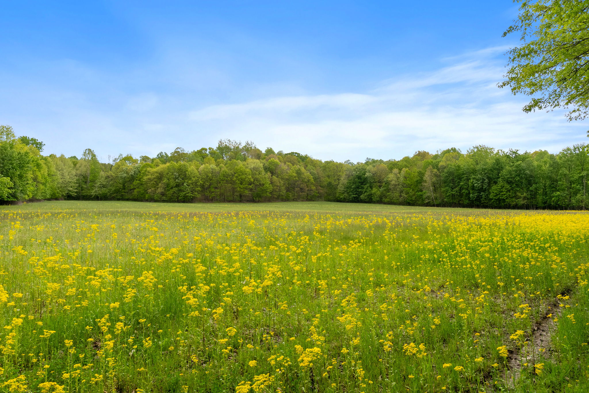 Rosedale, Indiana, 47874, United States, ,Land,For Sale,2049036