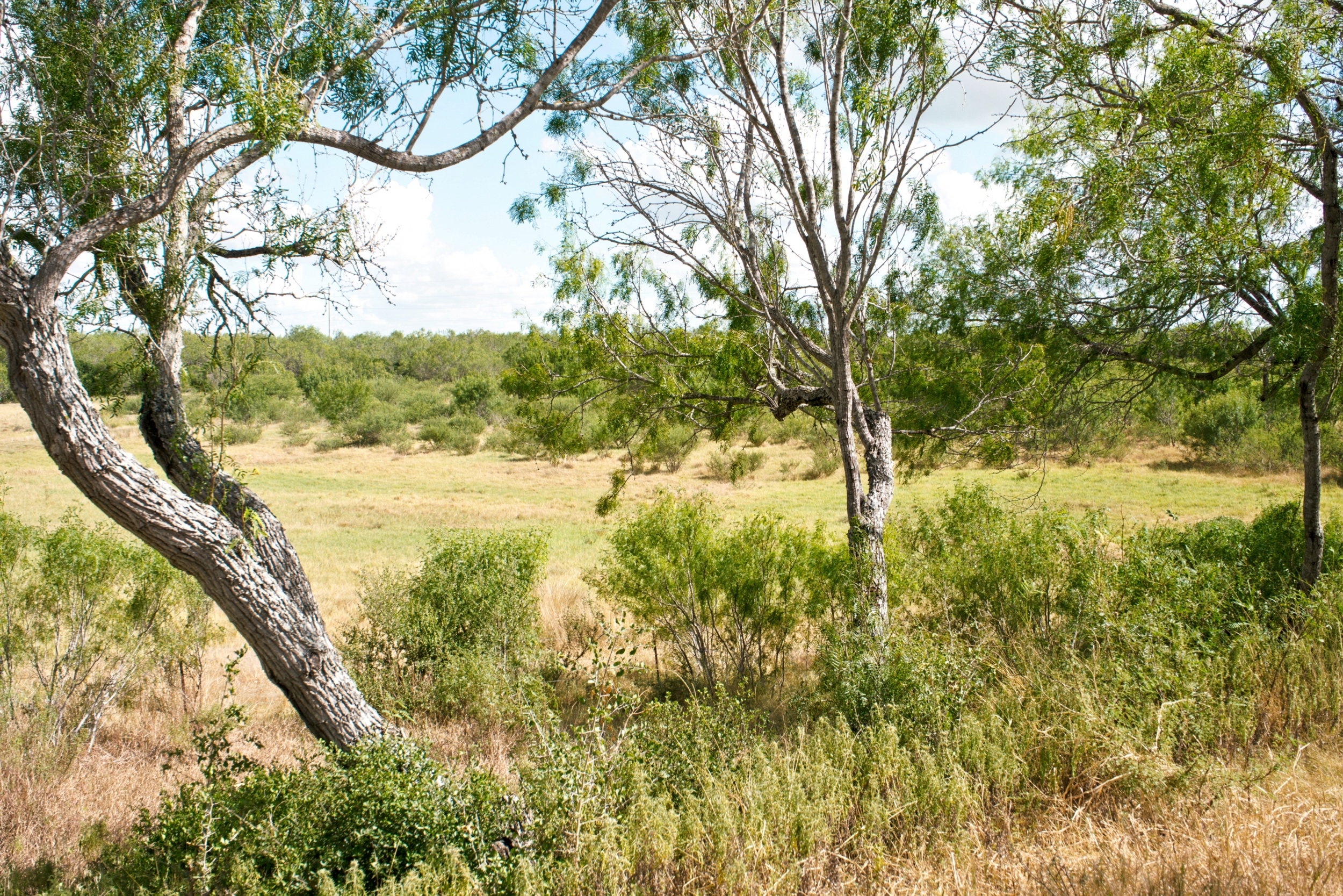  1234.89 +/- Acres, Santa Clara Ranch, Atascosa County, Falls City, TX 78113 - 物件實景