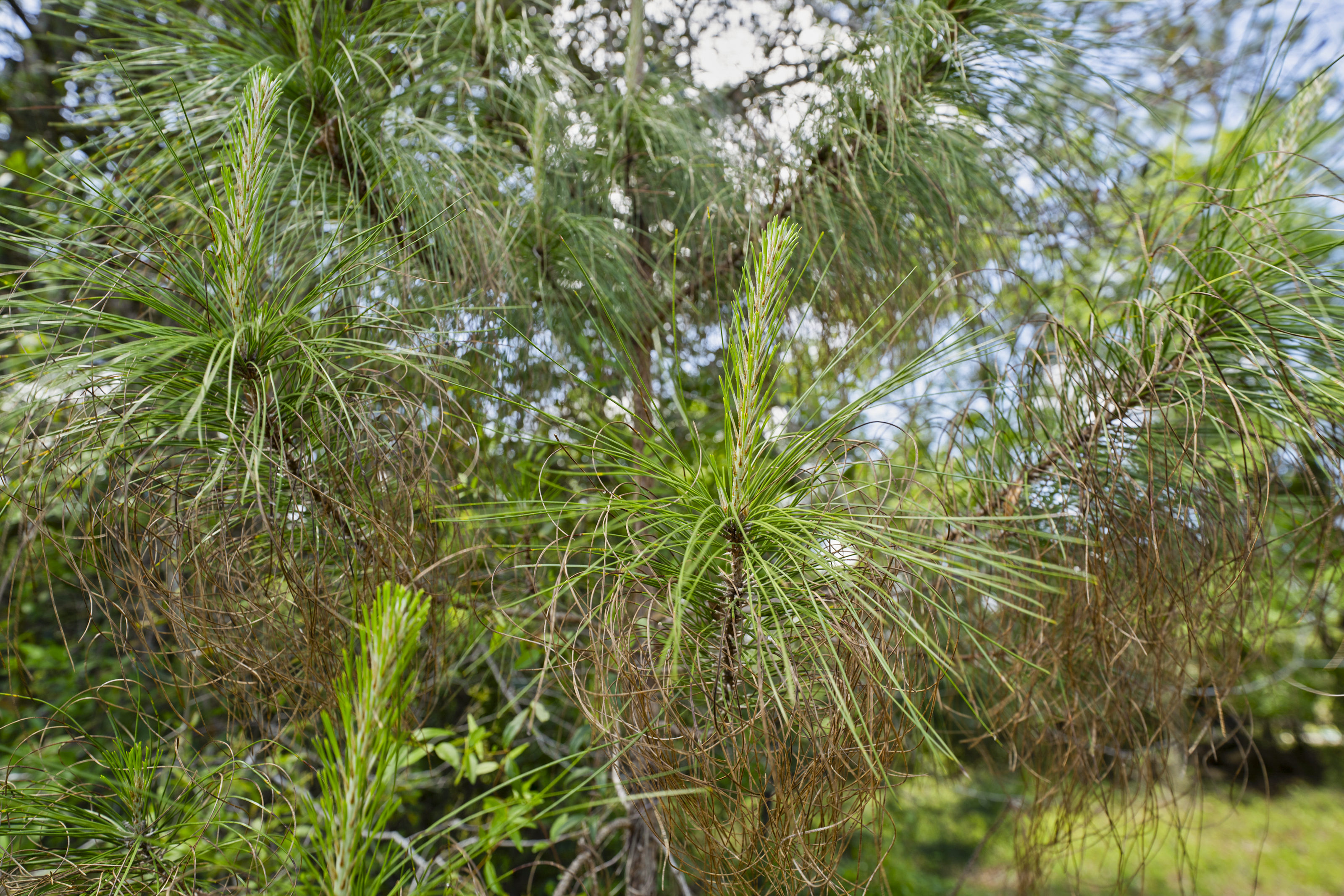  5371 Church Road, St. Augustine, FL, 32092 - 物件實景