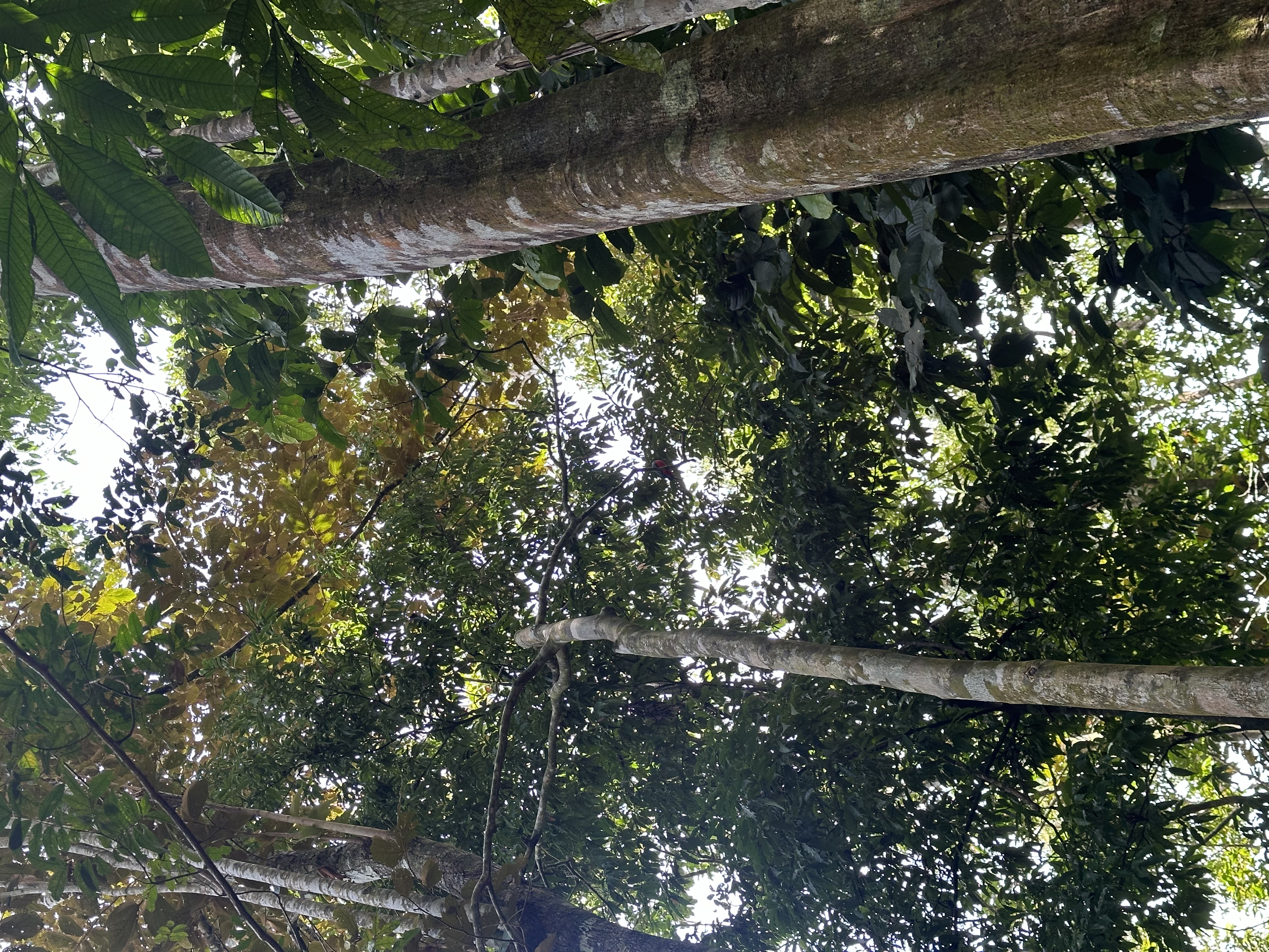 Palmar Norte, Palmar, Puntarenas, CR, ,Land,For Sale,Palmar Norte,1667866