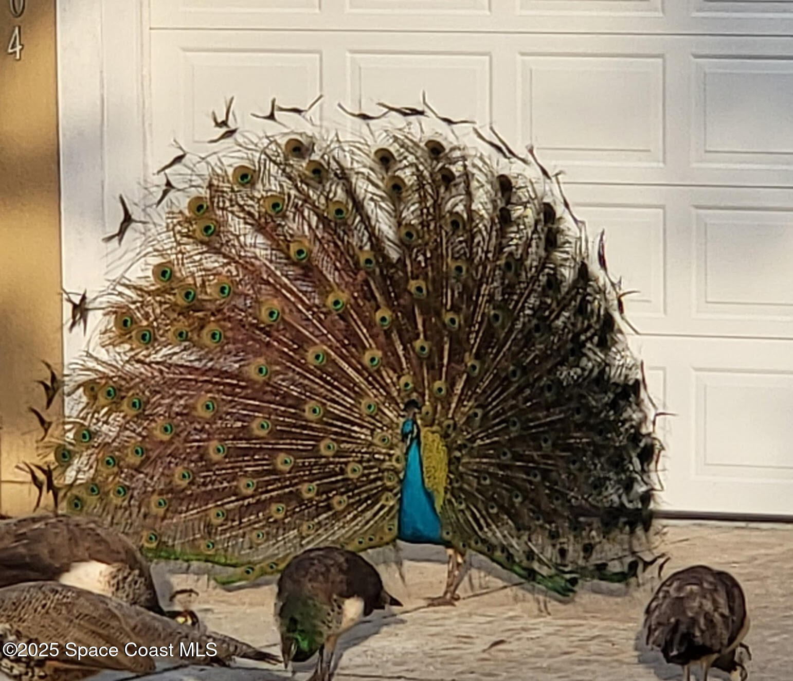 Cape Canaveral, Florida, 32920, United States, 3 Bedrooms Bedrooms, ,2 BathroomsBathrooms,Residential,For Sale,2001805