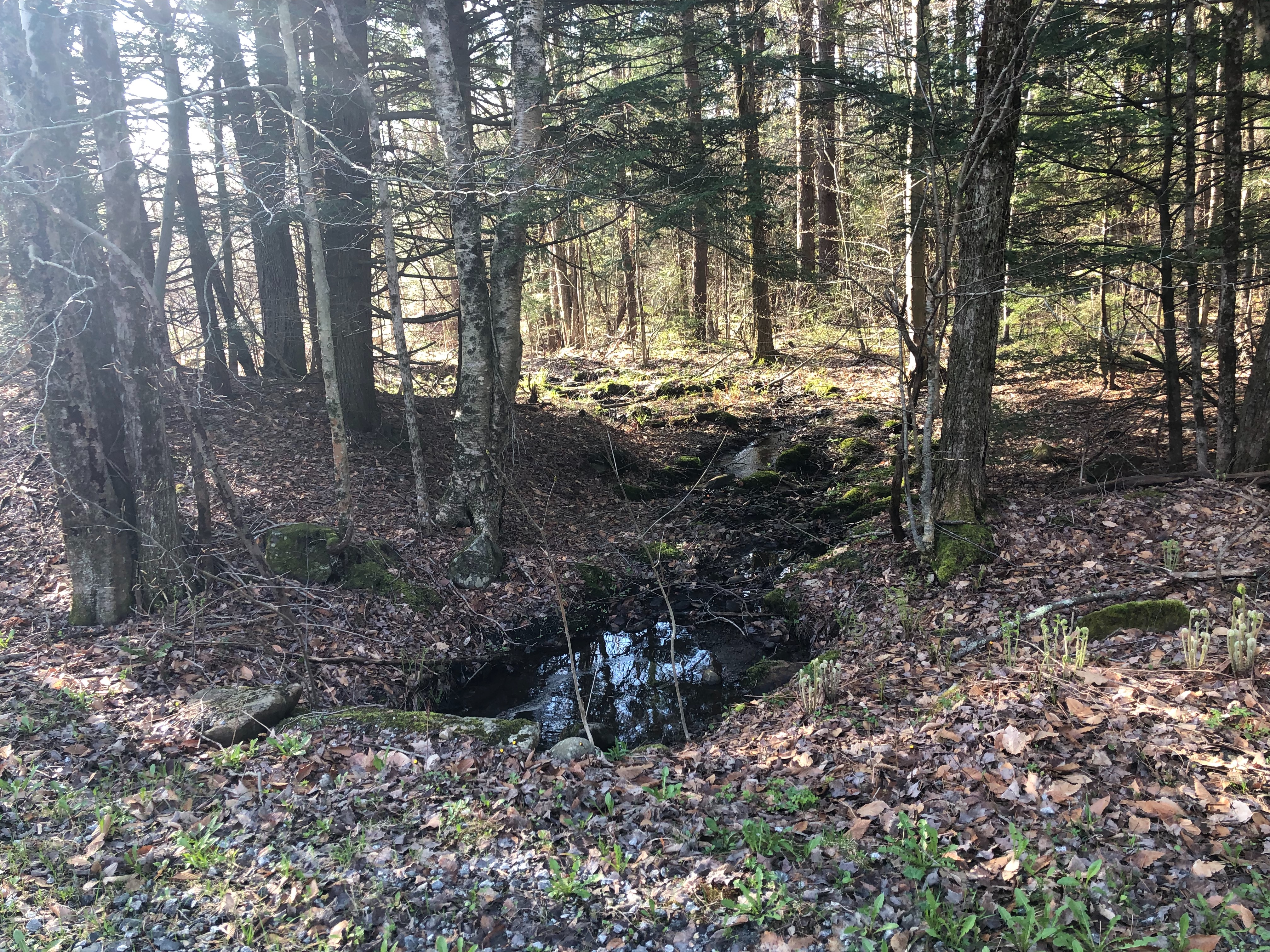  2.8 Acres on Quiet County Road in Otis - 物件實景