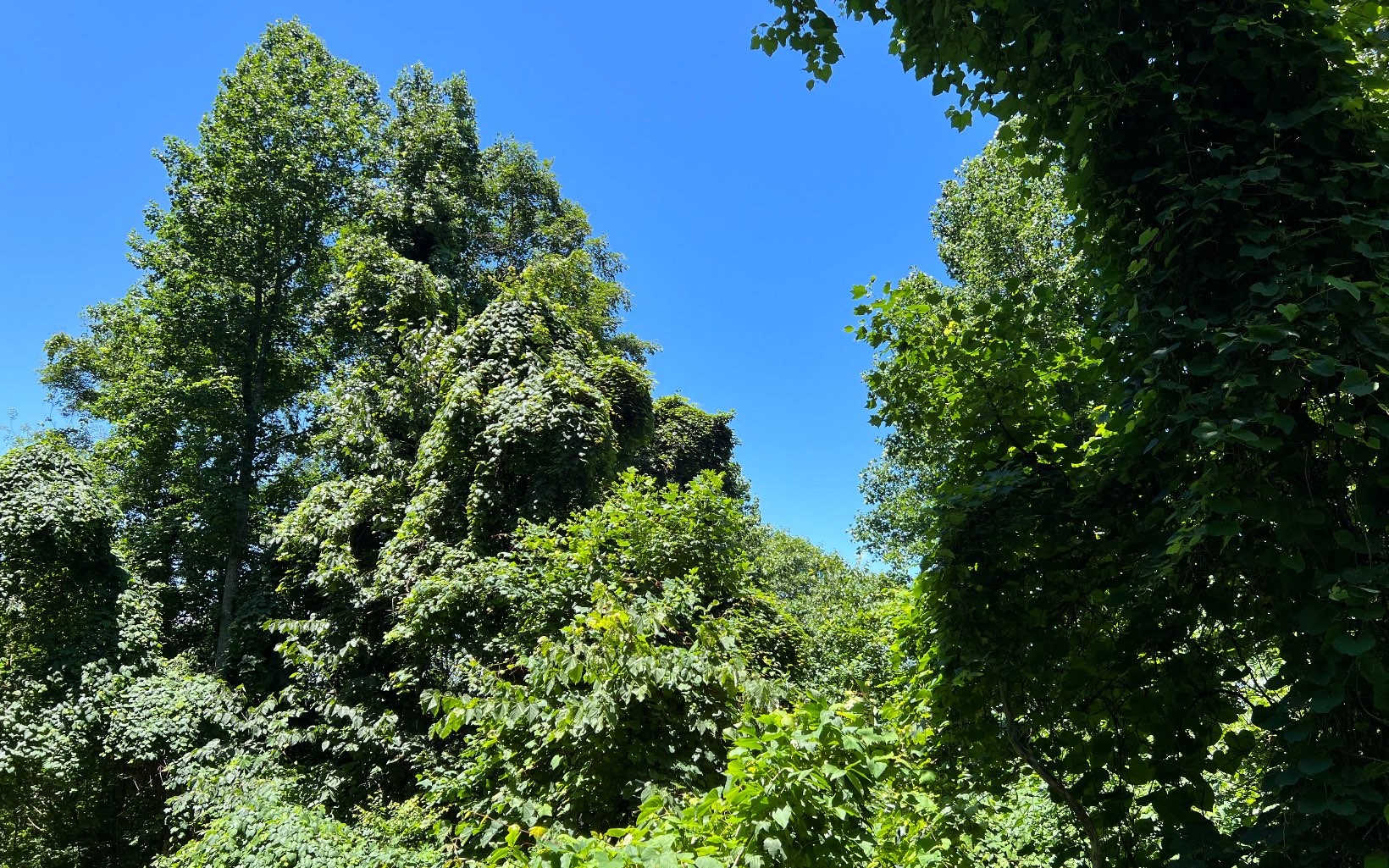 101ac Lori'S Mountain, Hayesville, North Carolina, 28904, United States, ,Residential,For Sale,101ac Lori'S Mountain,1304629