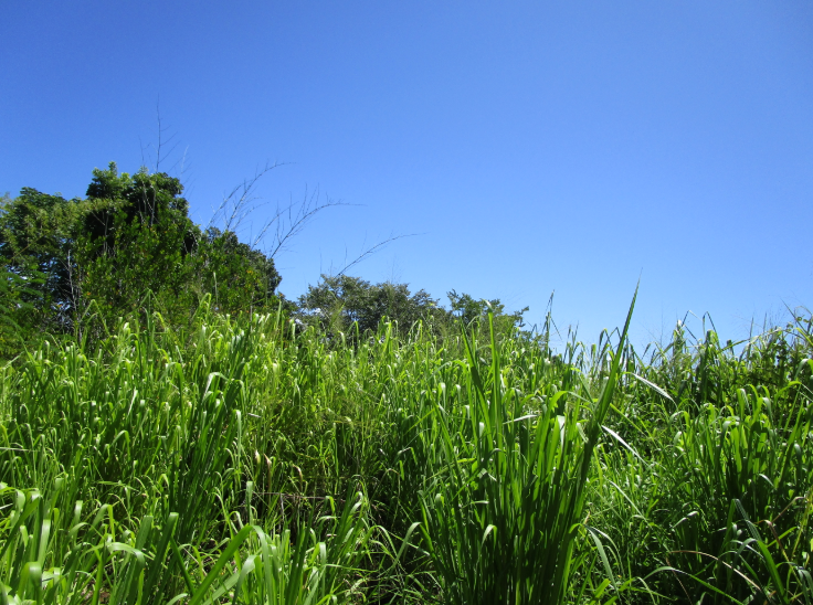 Pepeekeo, Hawaii, 96783, United States, ,Land,For Sale,1978999