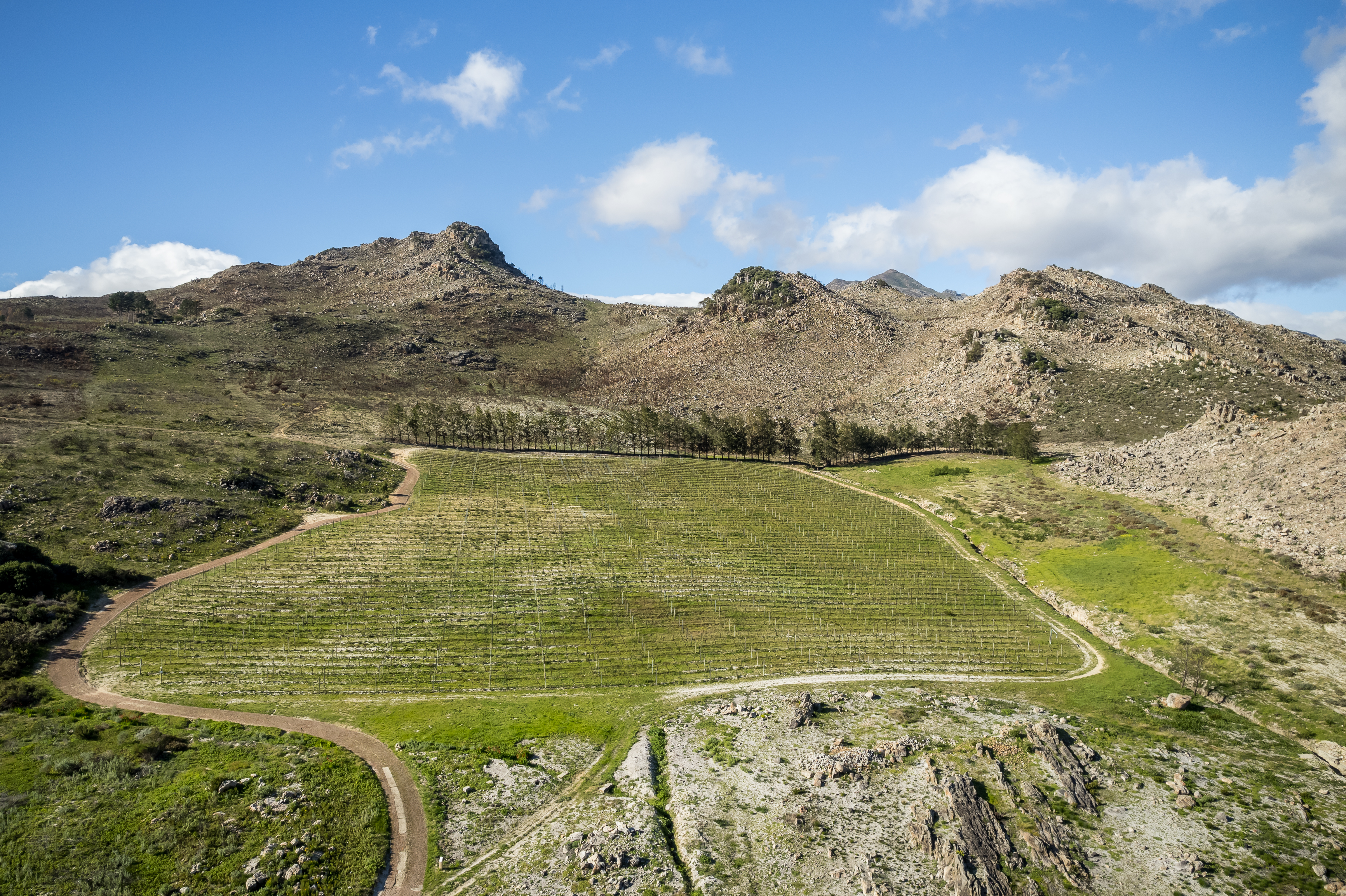  An Exceptional Boutique Wine Estate in the Heart of the Cape Winelands - 物件實景
