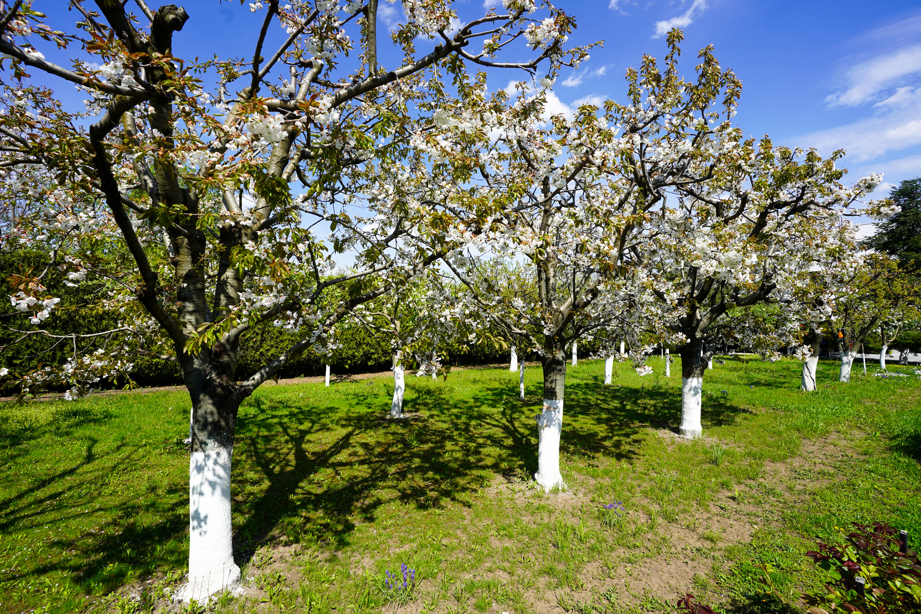  Luxury Villa in a Prime Educational Hub, Pipera - 物件實景