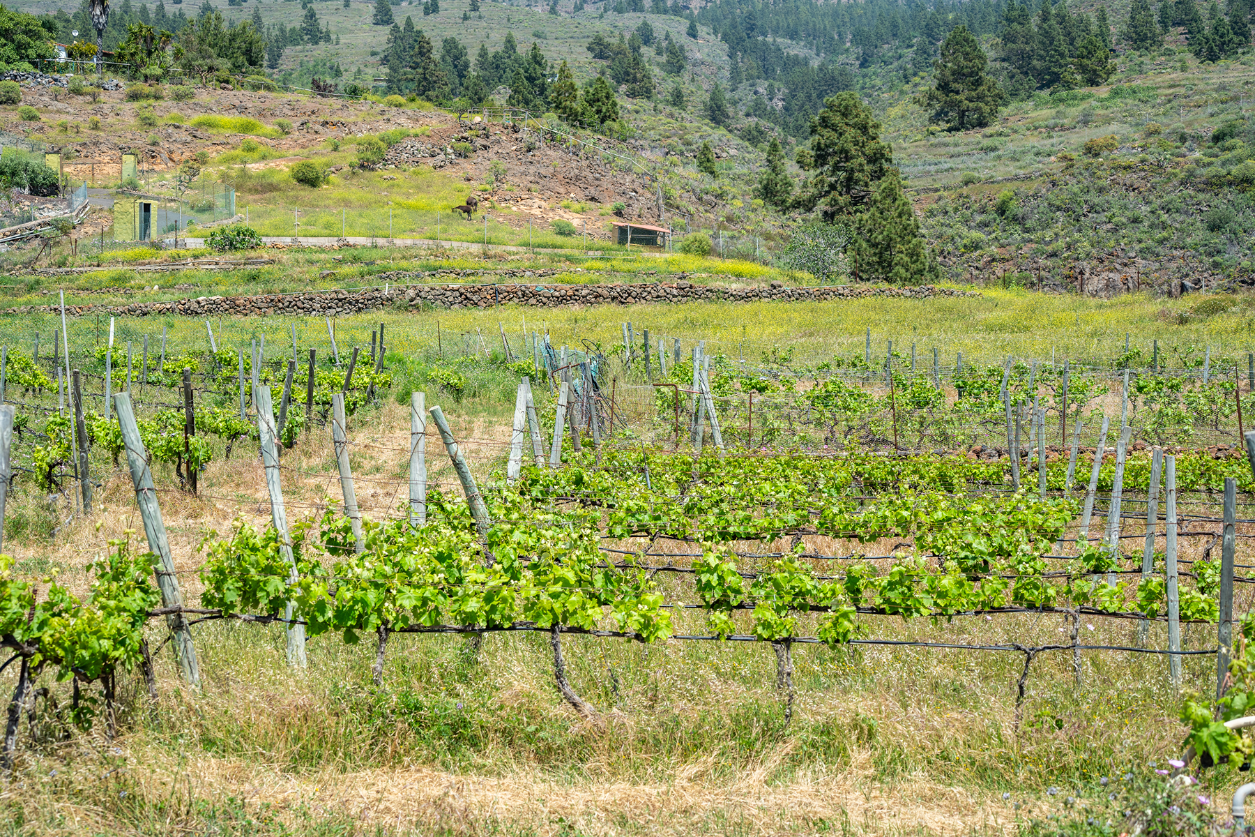  Traditional Agricultural Estate with Winery in Tenerife South - 物件實景