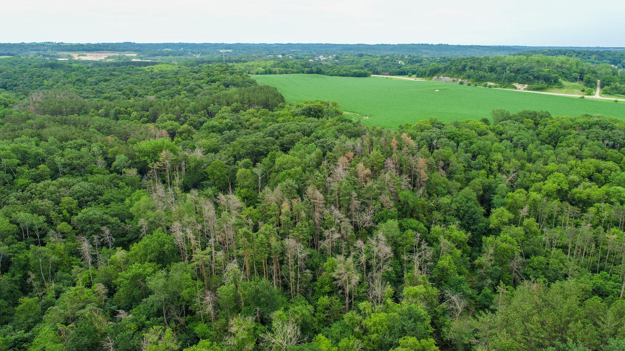 Tbd 75th Street NW, Oronoco Twp, Minnesota, 55901, United States, ,Land,For Sale,Tbd 75th Street NW,1626085