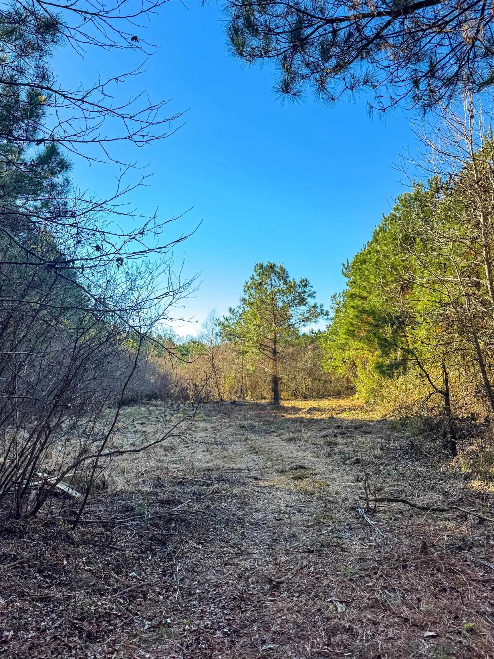 Linden, Texas, 75563, United States, ,Land,For Sale,2005293