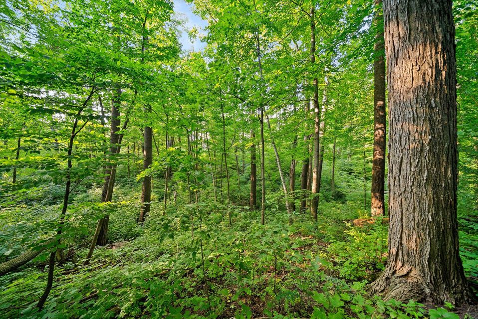 Rhine, Wisconsin, 53020, United States, ,Land,For Sale,1983397