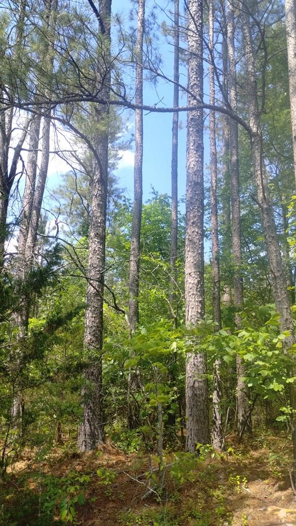 Ranger, Georgia, 30734, United States, ,Residential,For Sale,1924900
