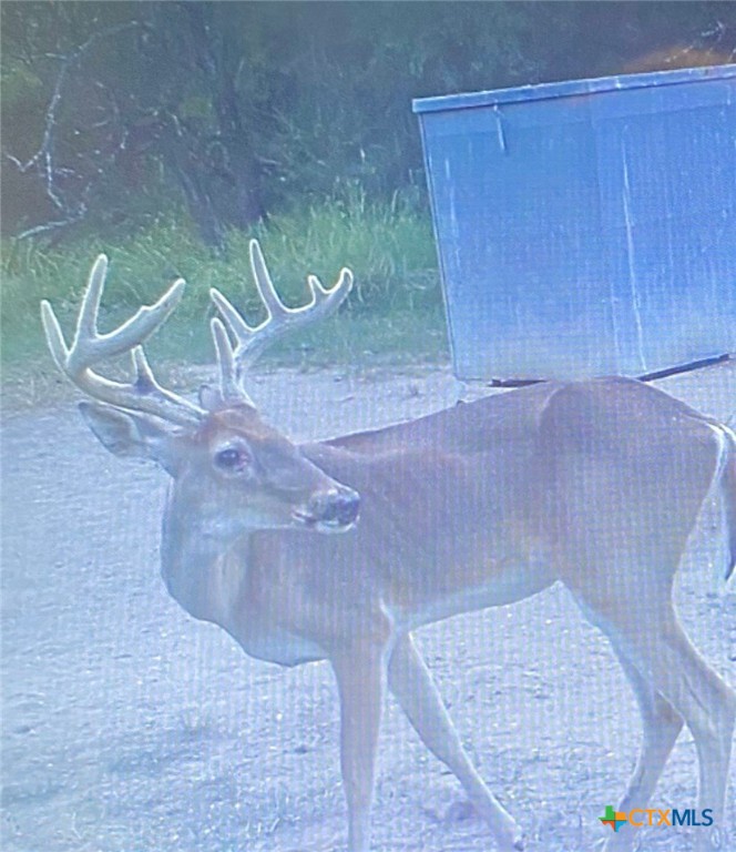 Nursery, Texas, 77976, United States, ,Land,For Sale,1988959