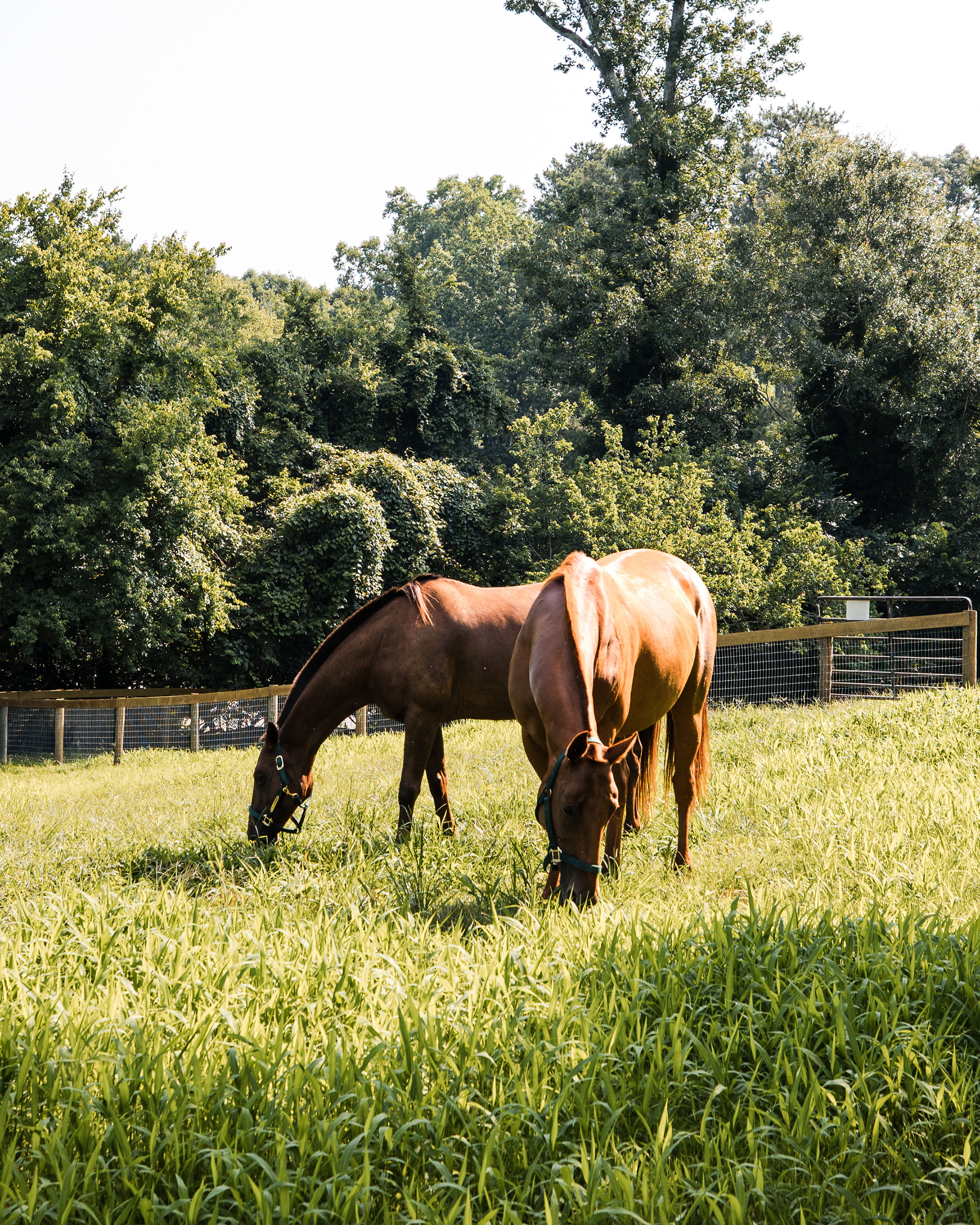  Rare Equestrian Facility with Prestigious Address - 物件實景