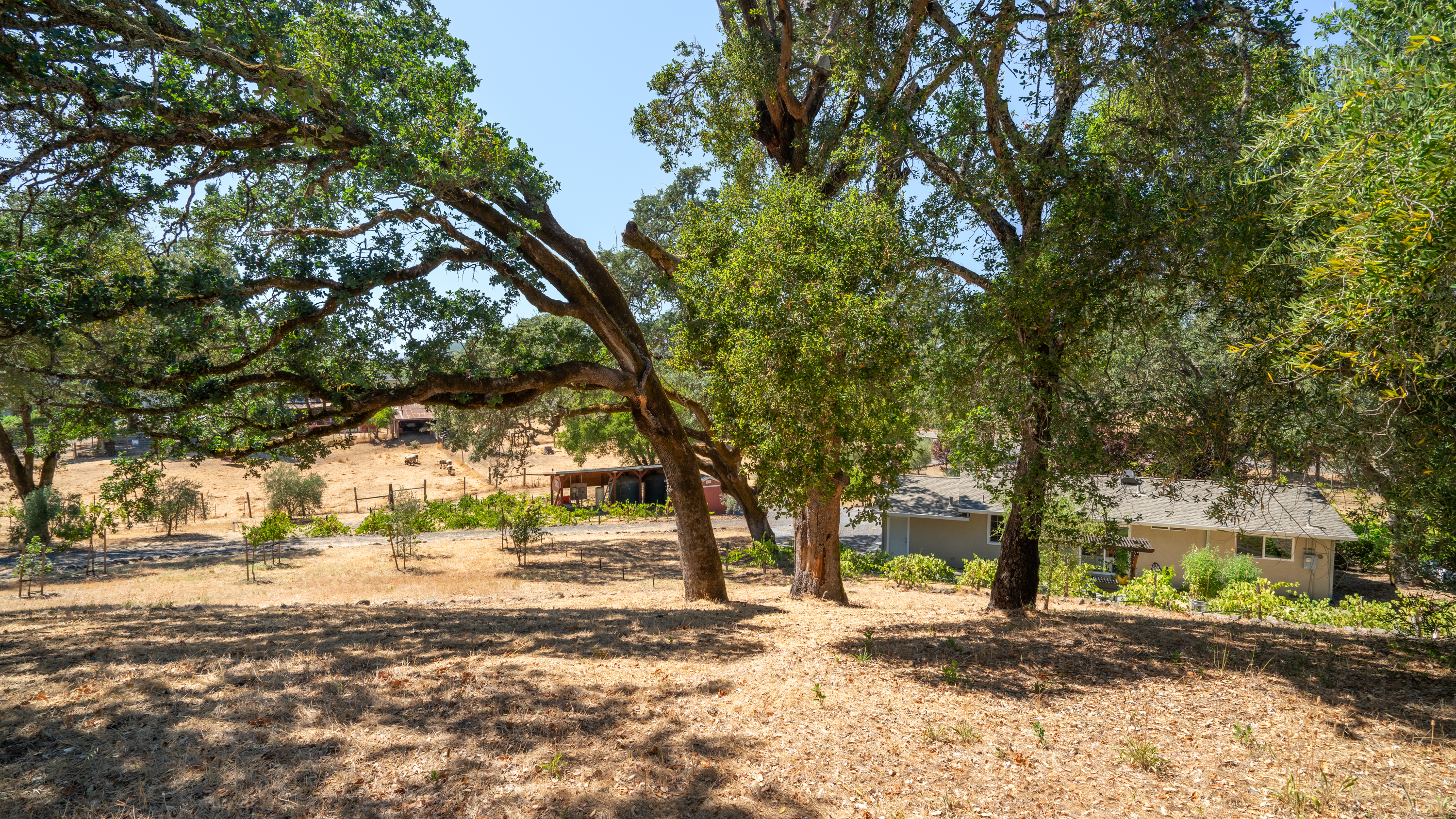  Rare Opportunity in Alexander Valley - 物件實景