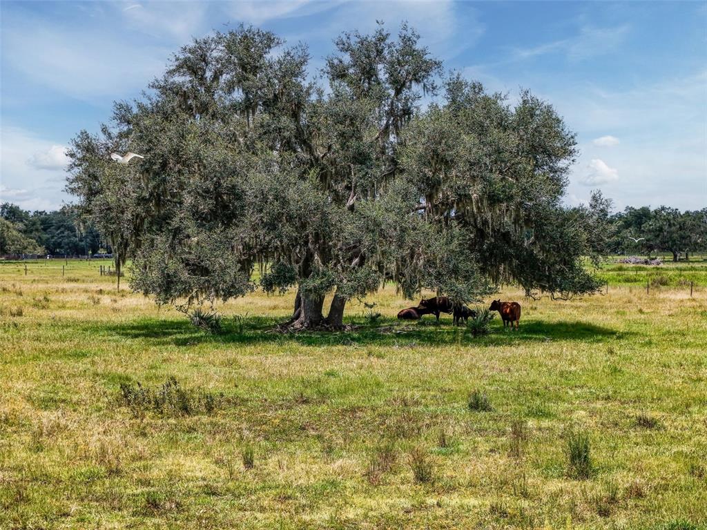 Myakka City, Florida, 34251, United States, ,Land,For Sale,1908306