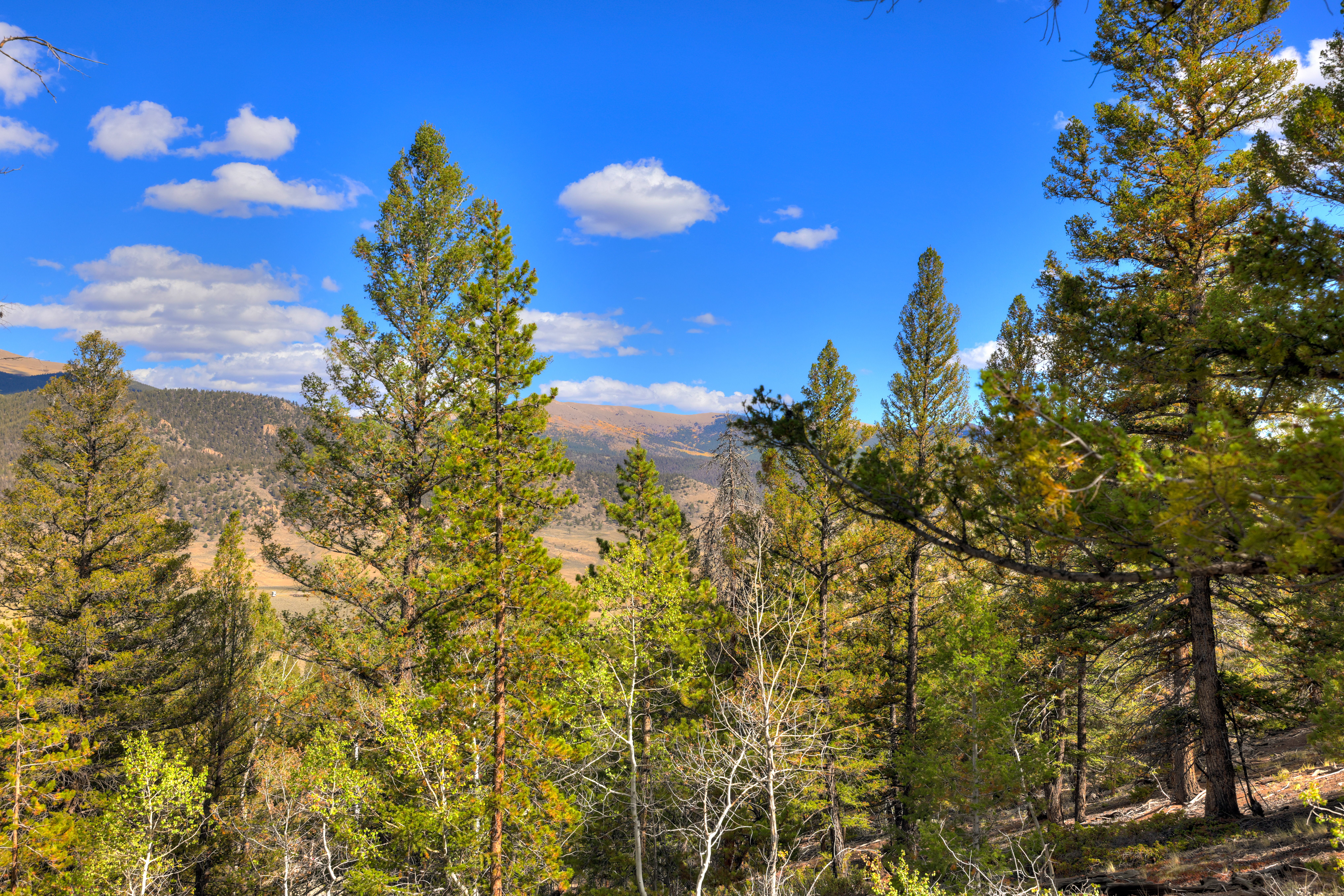  501 Reva Ridge Road, Twin Lakes, CO, 81251 - 物件實景