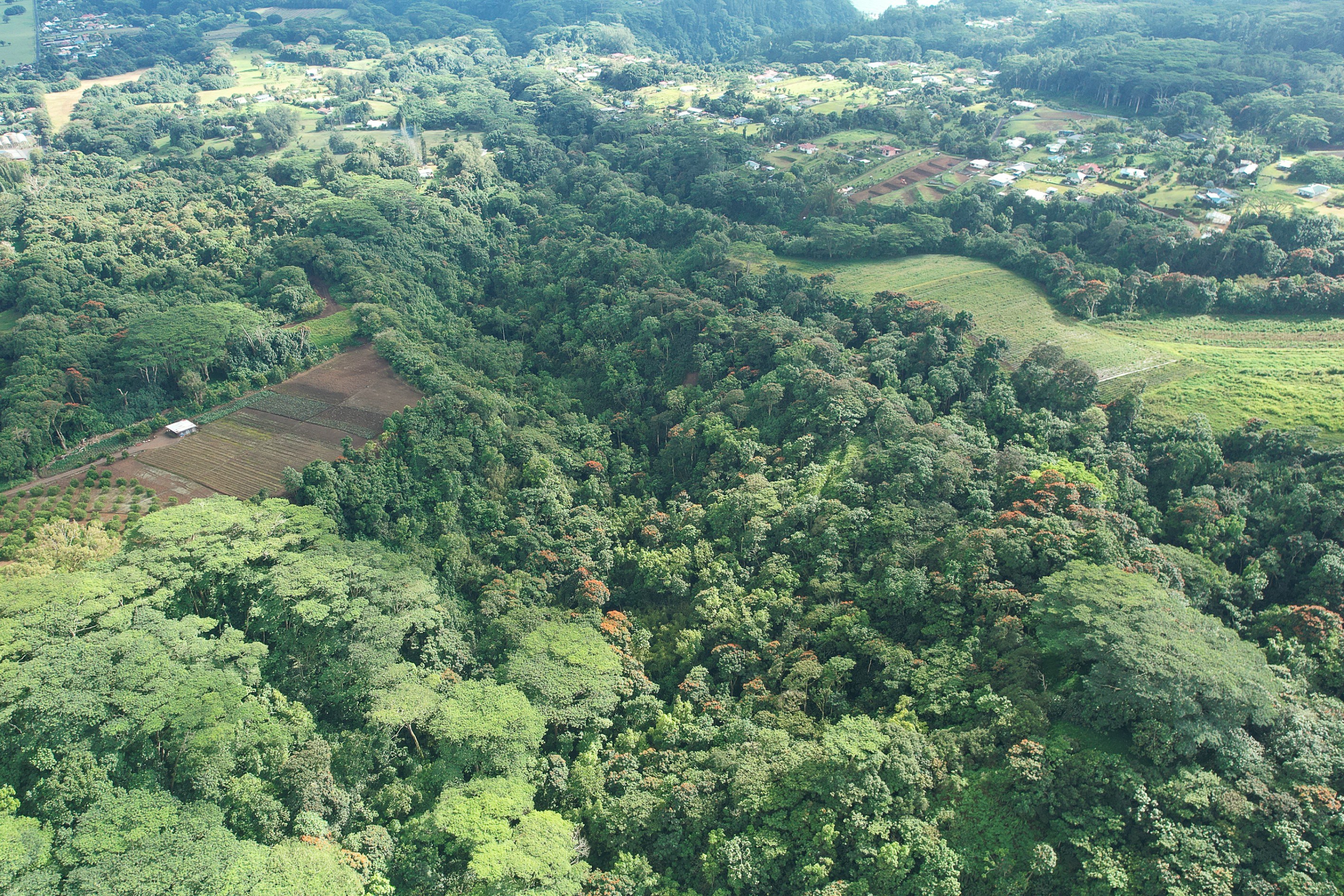  Tahiti - Afaahiti - Exceptional land surrounded by nature - 物件實景