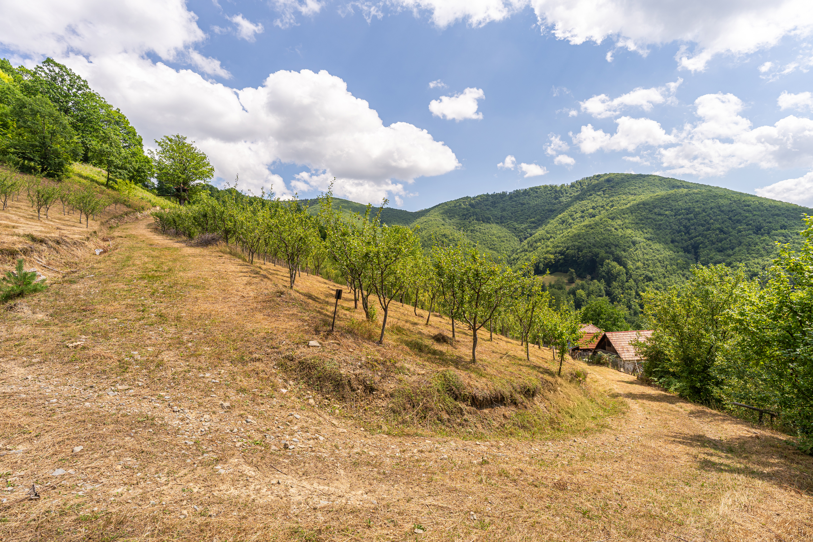  Versatile 22-Hectare Private Estate - Forested Heart of the Apuseni Mountains - 物件實景