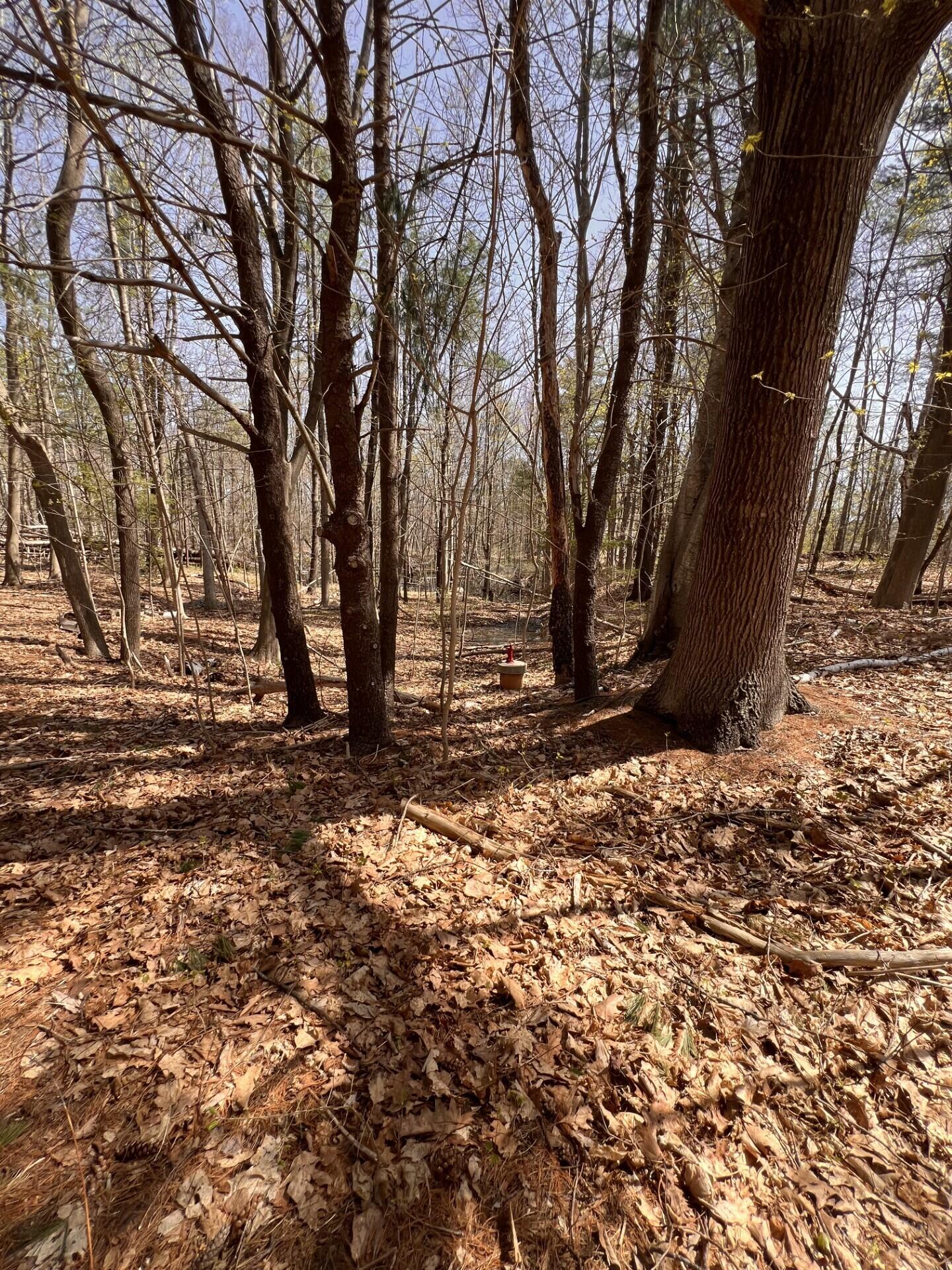 Saco, Maine, 04072, United States, ,Land,For Sale,1793586