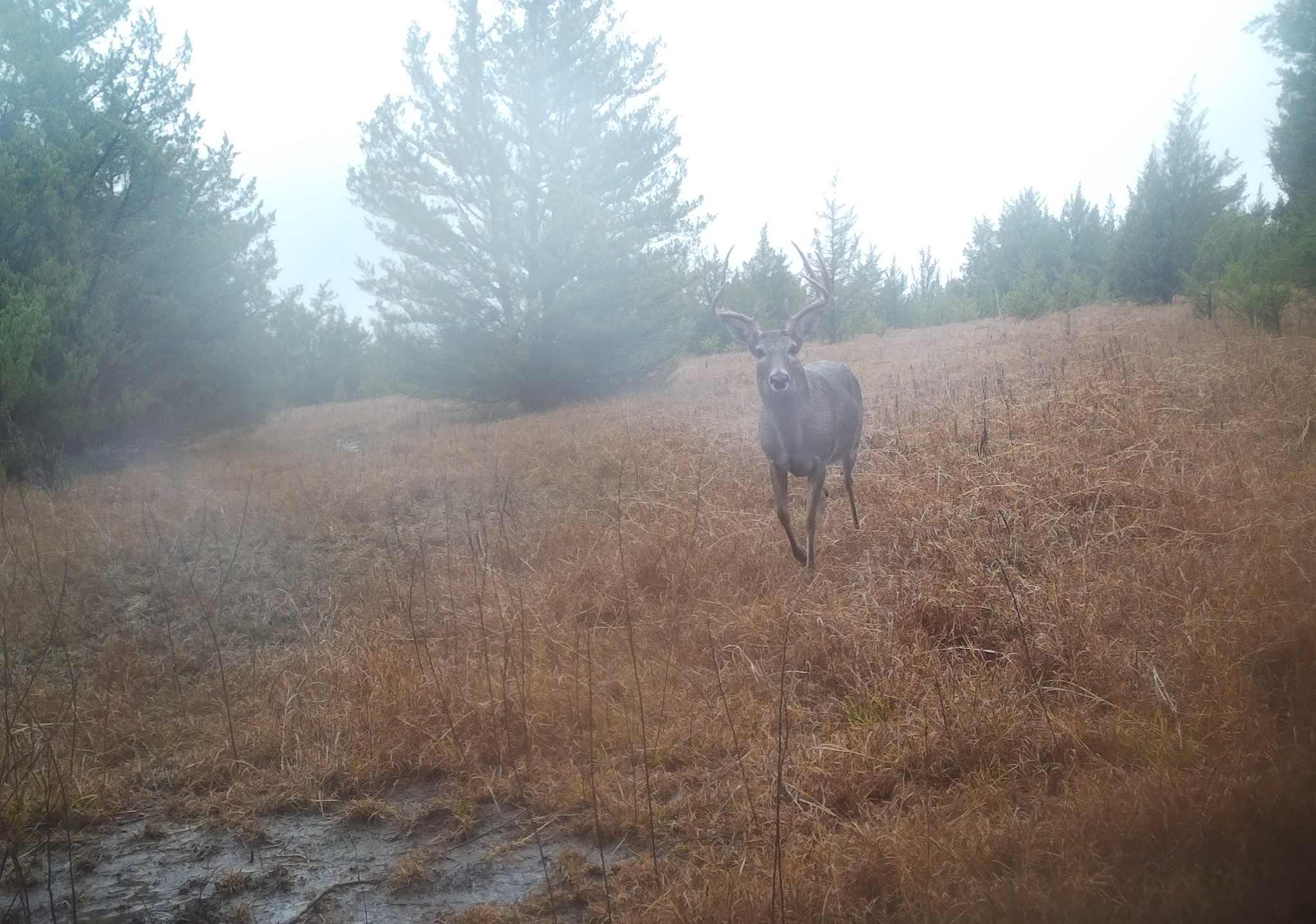 Roxton, Texas, 75477, United States, ,Land,For Sale,1979032