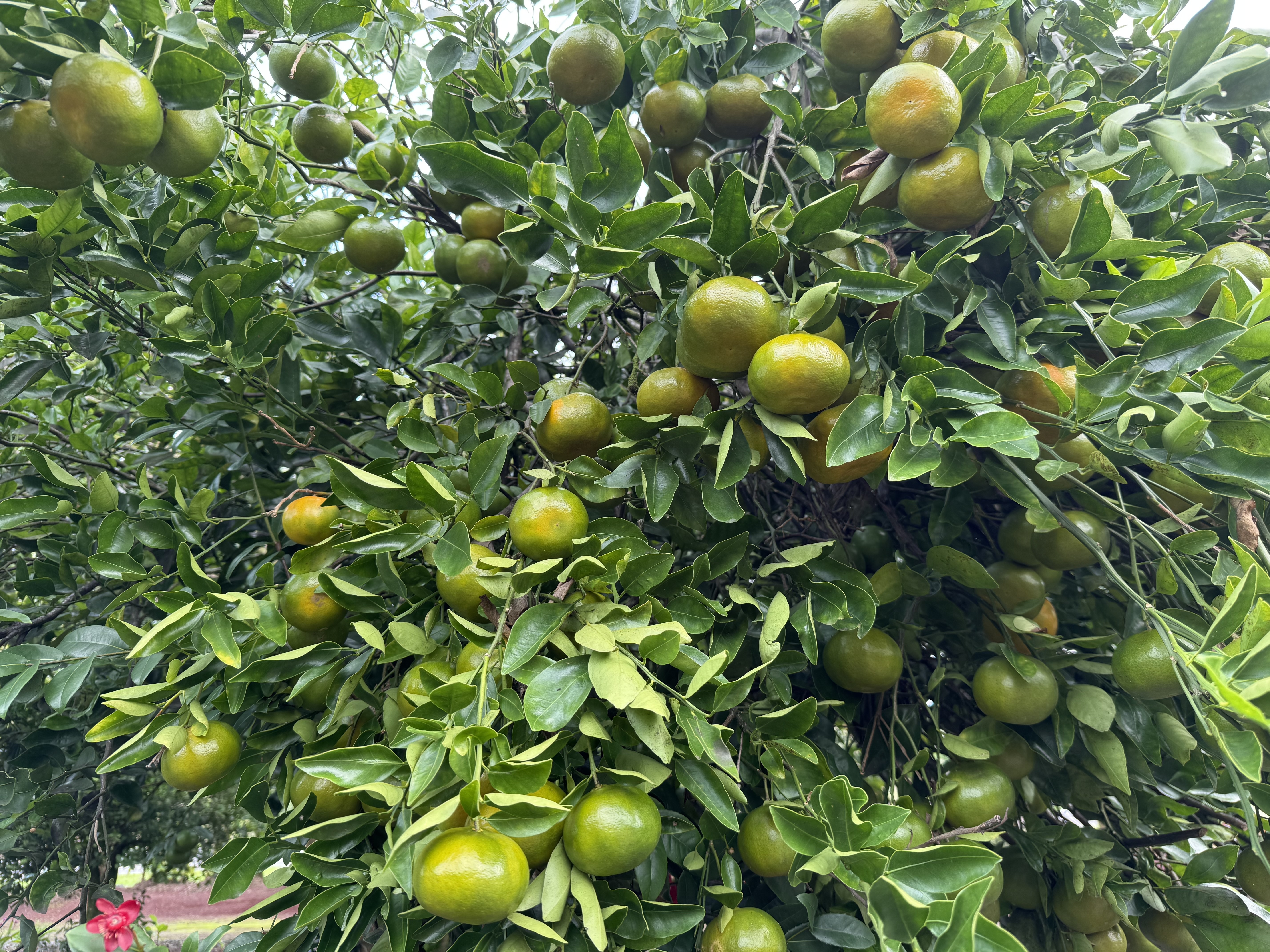 Kurtistown, Hawaii, 96760, United States, 2 Bedrooms Bedrooms, ,2 BathroomsBathrooms,Residential,For Sale,1991865