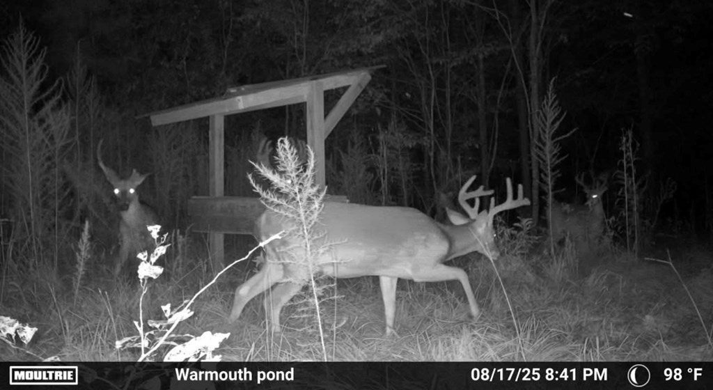 Abbeville, Georgia, 31001, United States, ,Land,For Sale,1975130