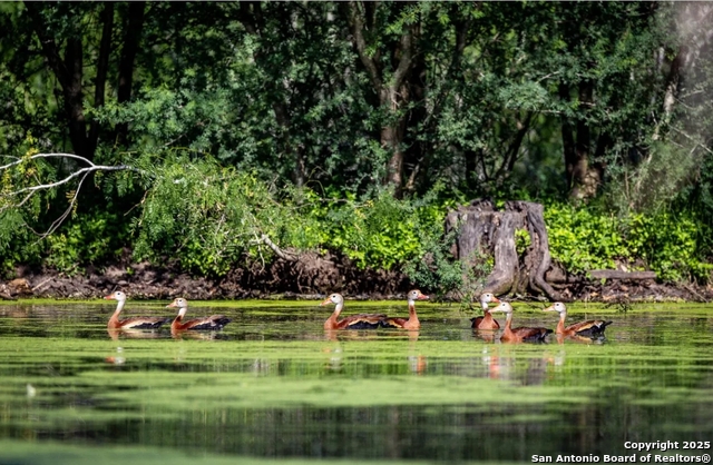 Beeville, Texas, 78102, United States, ,Land,For Sale,1988110