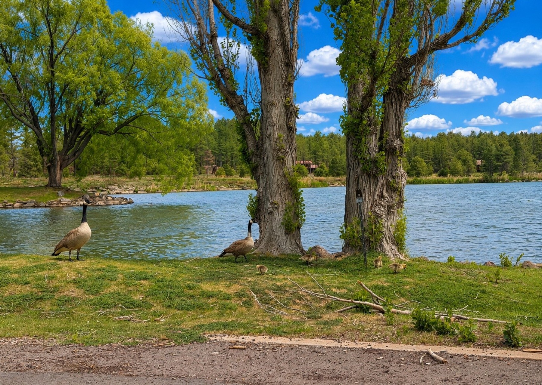  3170 E Rainbow Lane  Pinetop, AZ - 物件實景