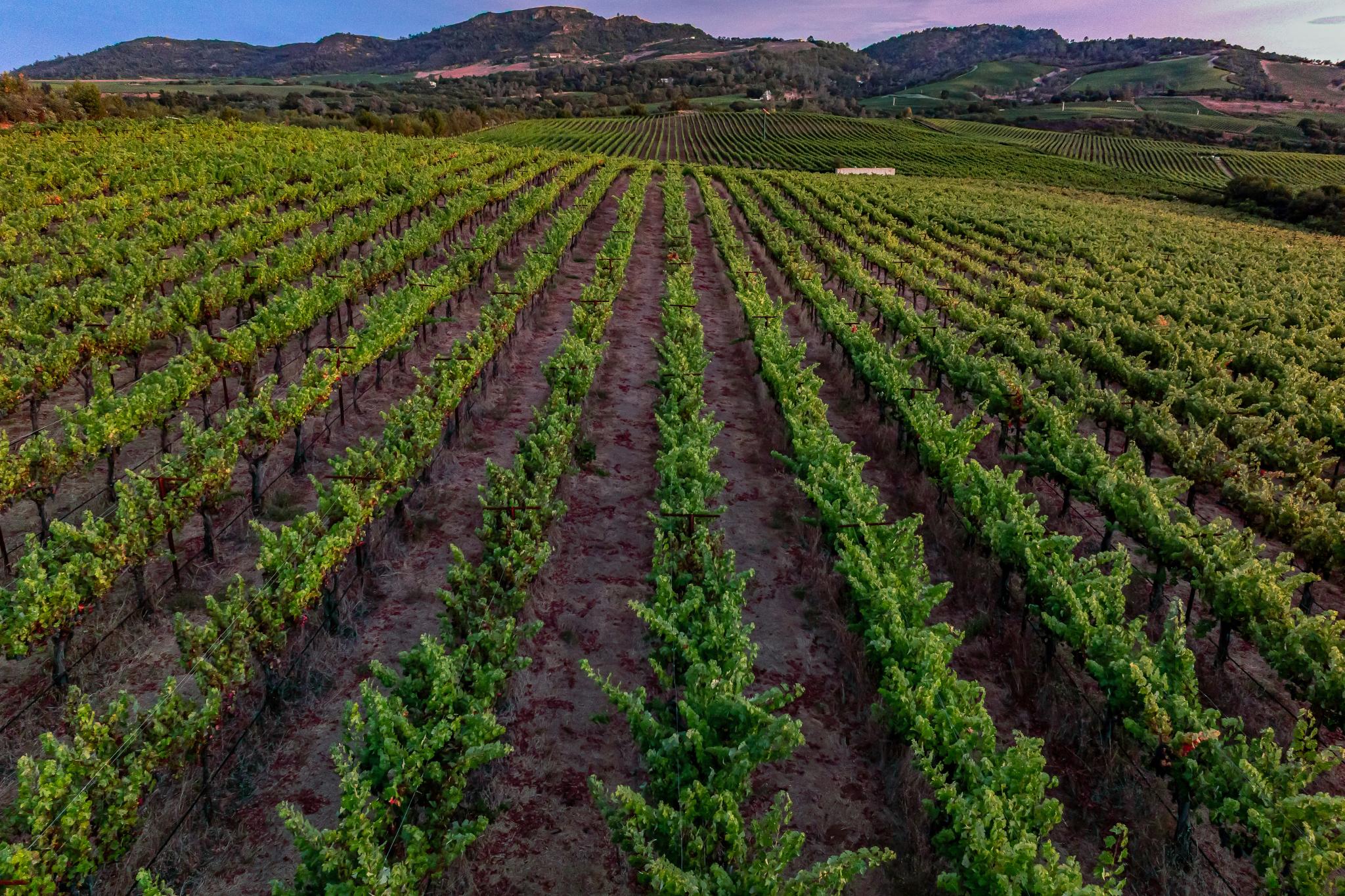  Premium Atlas Peak AVA Vineyard Opportunity - 物件實景