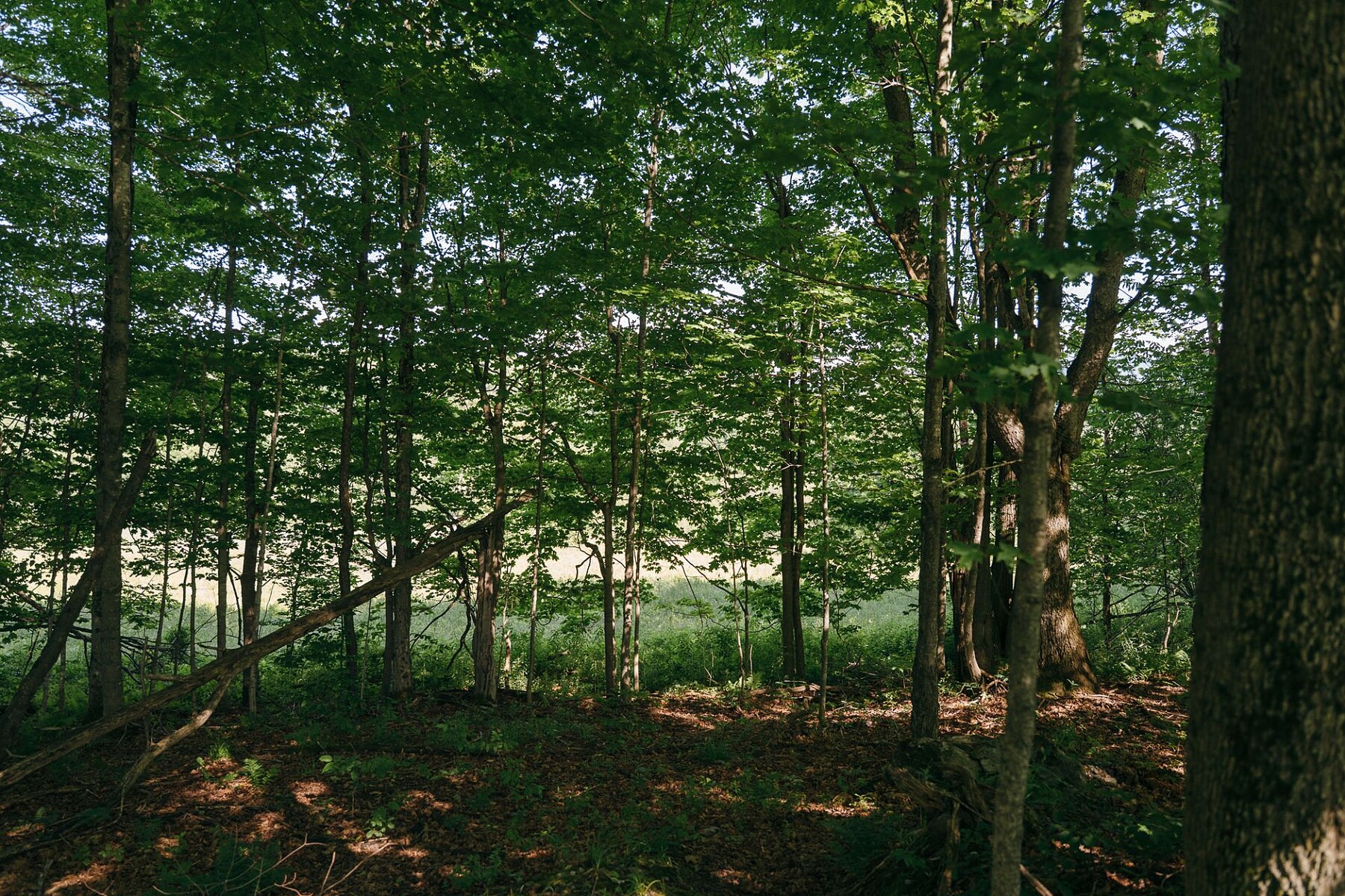  Sutton, Eastern Townships - 物件實景