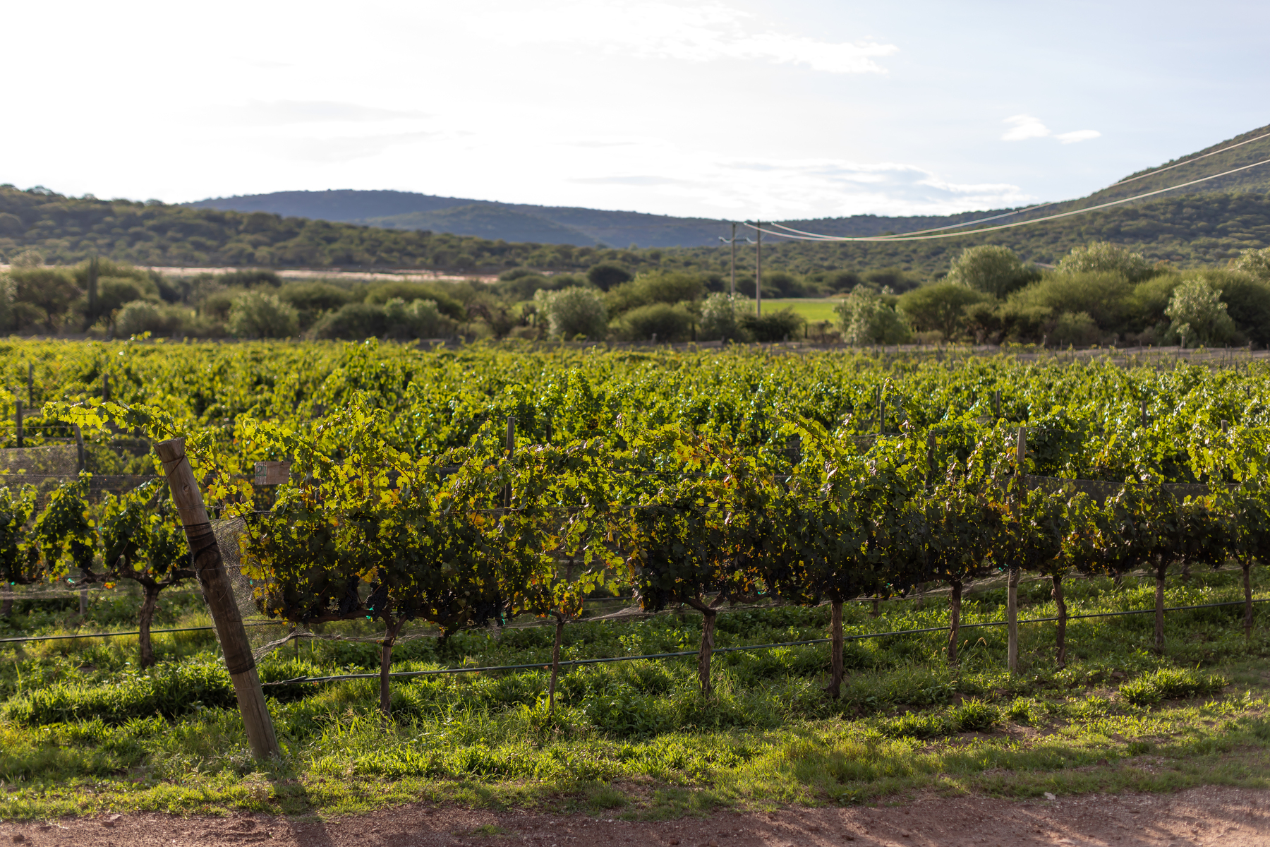  TERRENO PUERTA DEL LOBO - 物件實景