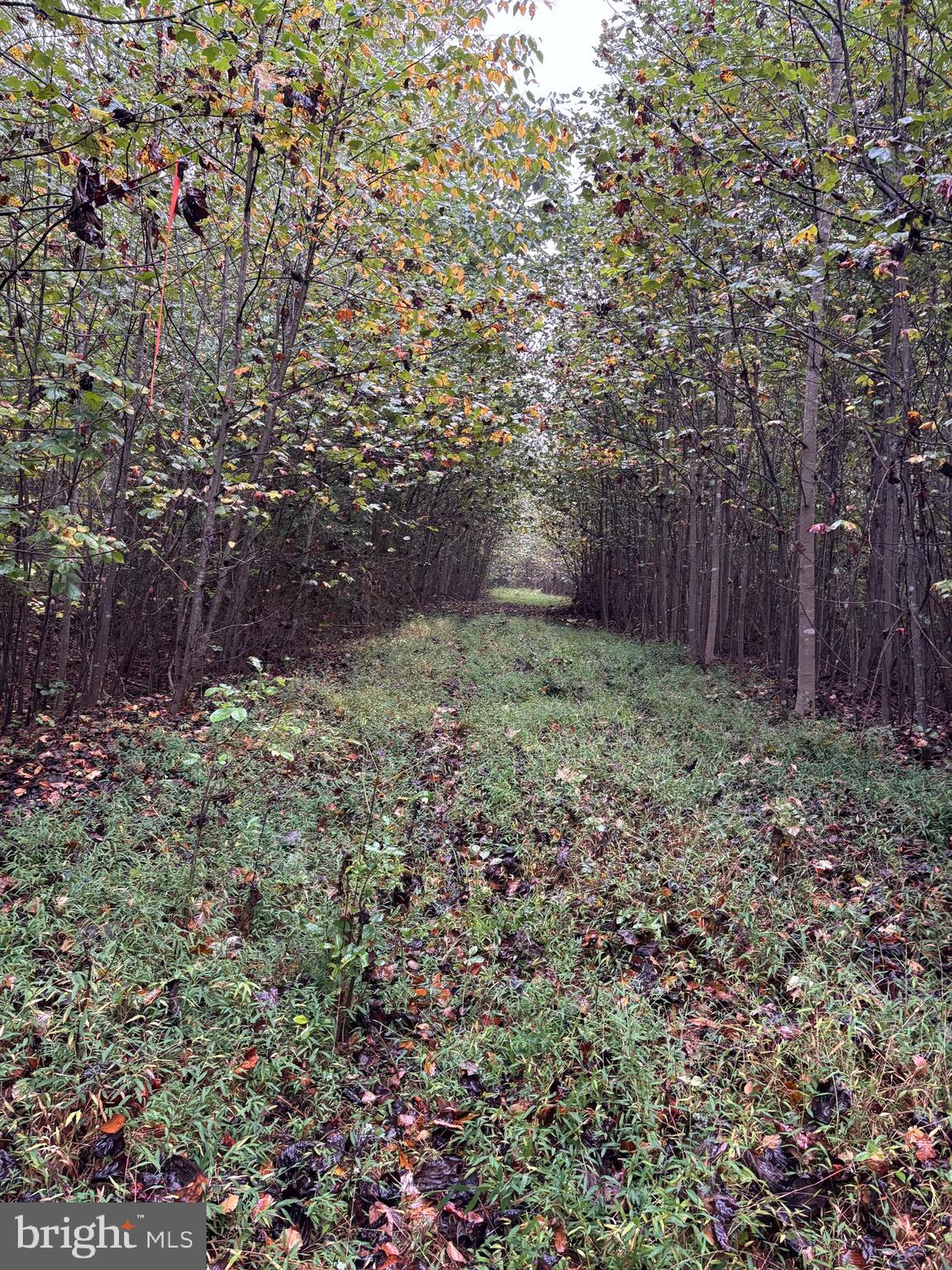 Reva, Virginia, 22735, United States, ,Residential,For Sale,1982526