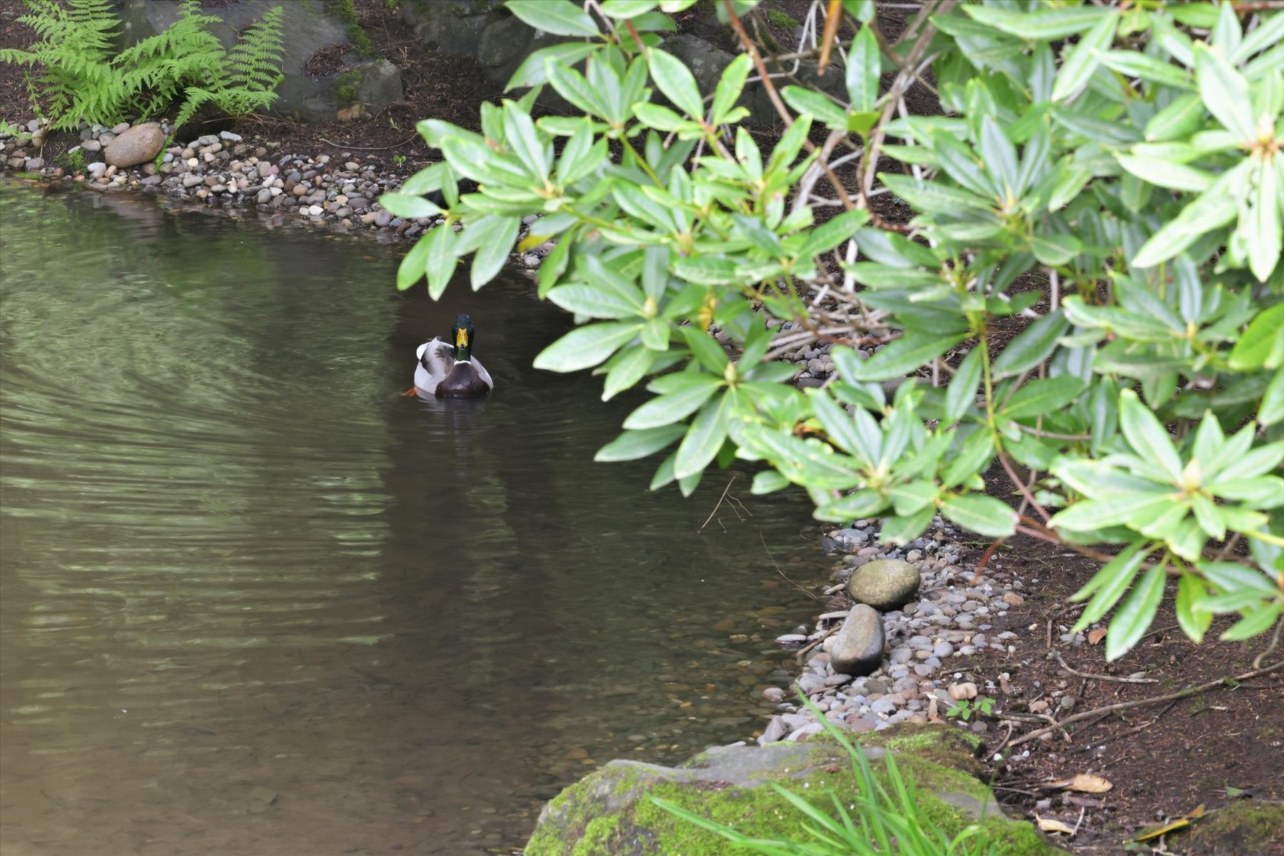  3531 NE 166th St, Lake Forest Park, WA 98155 - 物件實景