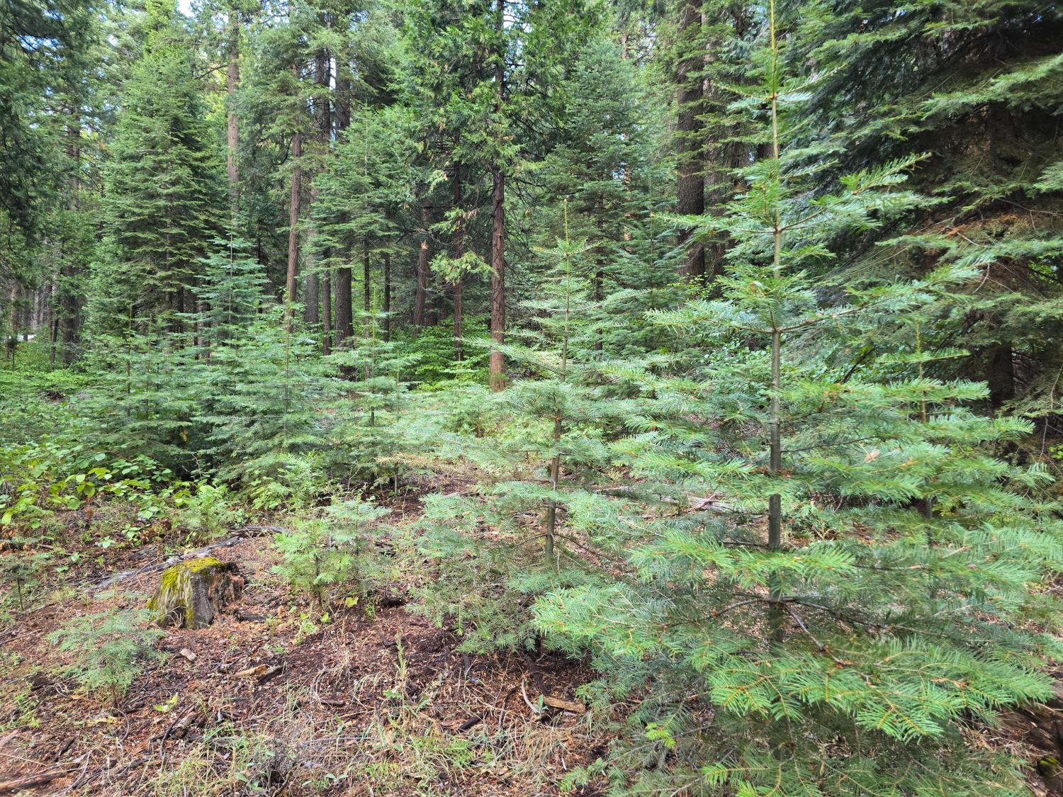 Pollock Pines, California, 95726, United States, ,Residential,For Sale,1982906