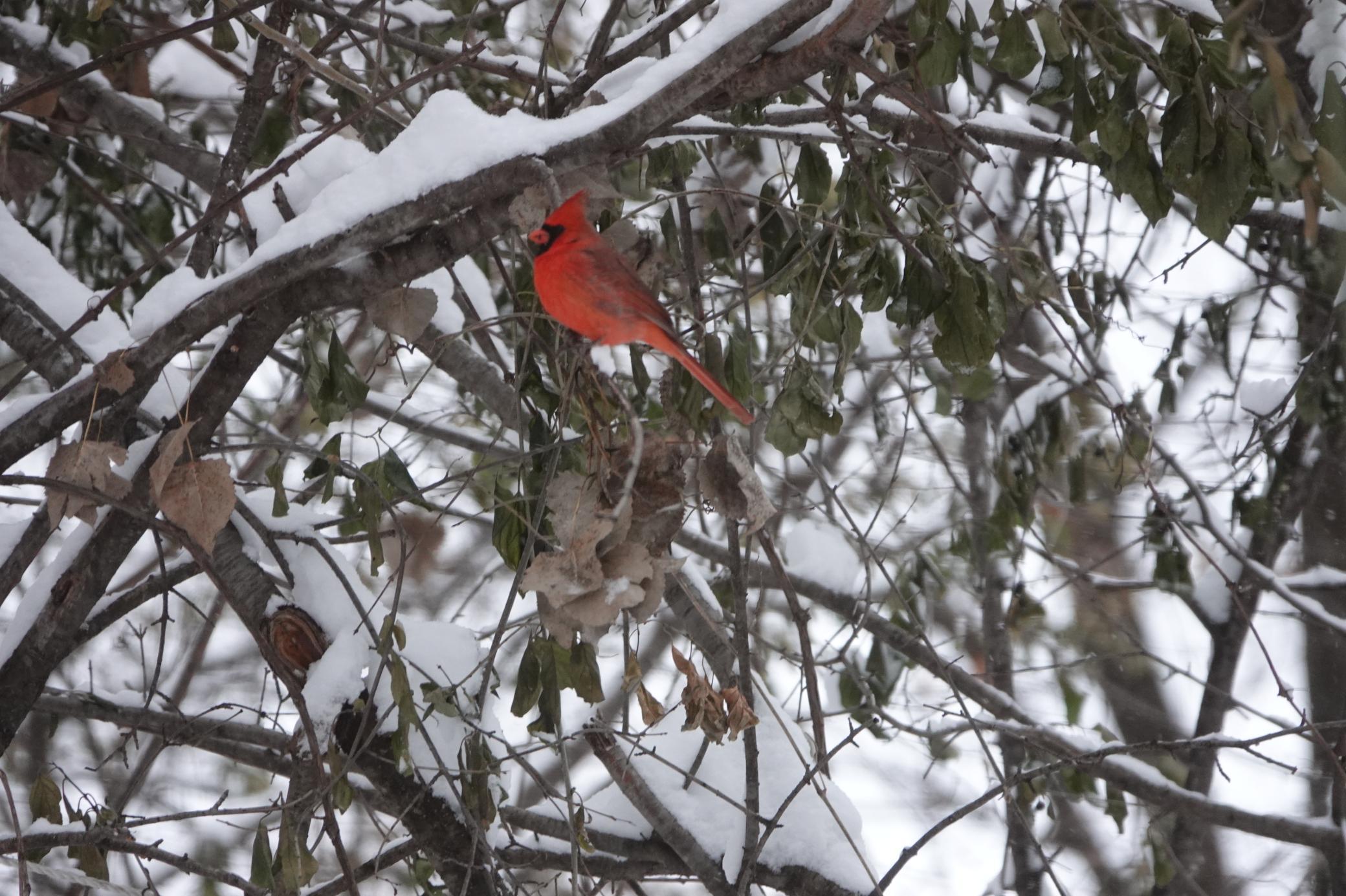 Lakeville, Minnesota, 55044, United States, 4 Bedrooms Bedrooms, ,3 BathroomsBathrooms,Residential,For Sale,1963667