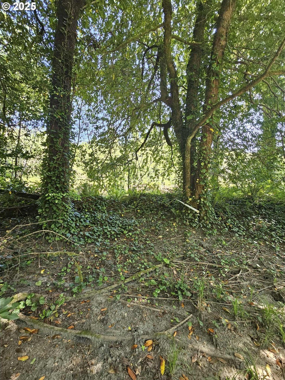 Brookings, Oregon, 97415, United States, 1 Bedroom Bedrooms, ,1 BathroomBathrooms,Residential,For Sale,1979383