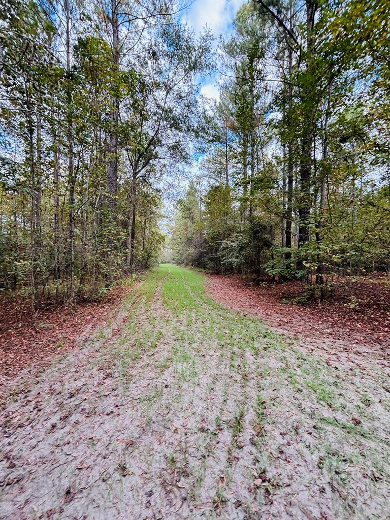 Abbeville, Georgia, 31001, United States, ,Land,For Sale,1975130