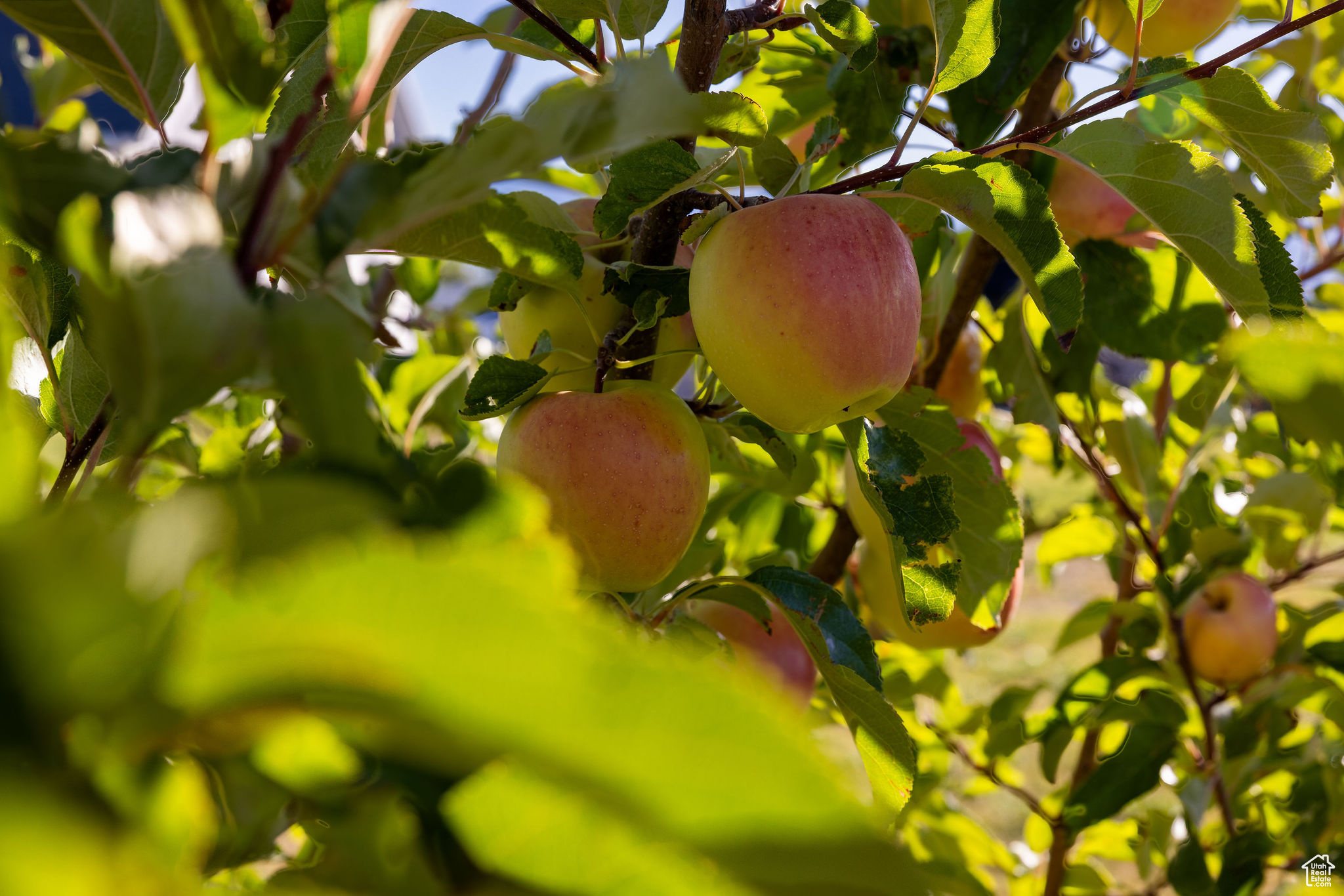 Petersboro, Utah, 84325, United States, 5 Bedrooms Bedrooms, ,2 BathroomsBathrooms,Residential,For Sale,1977679