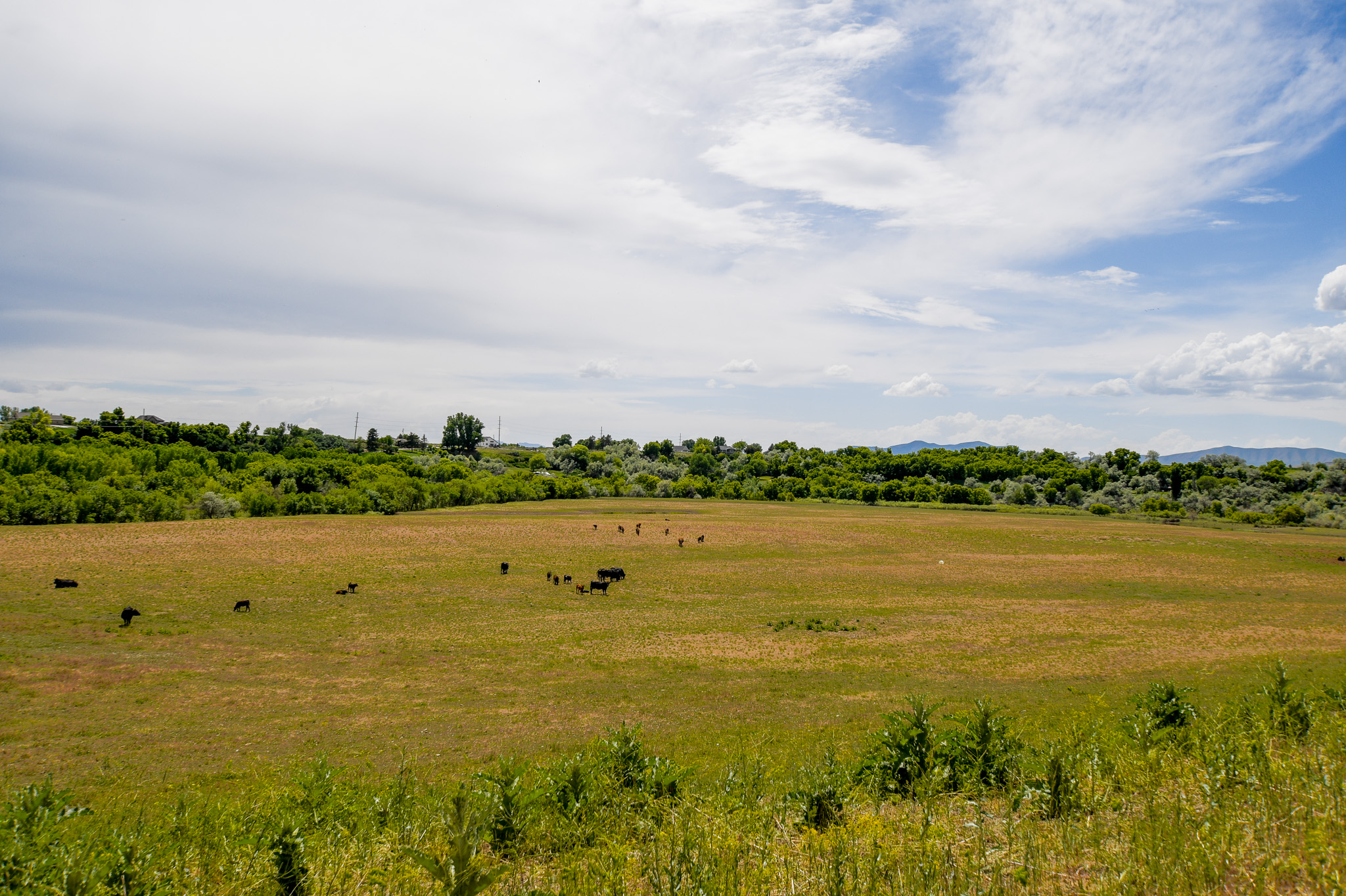 Deweyville, Utah, 84309, United States, ,Land,For Sale,1848401