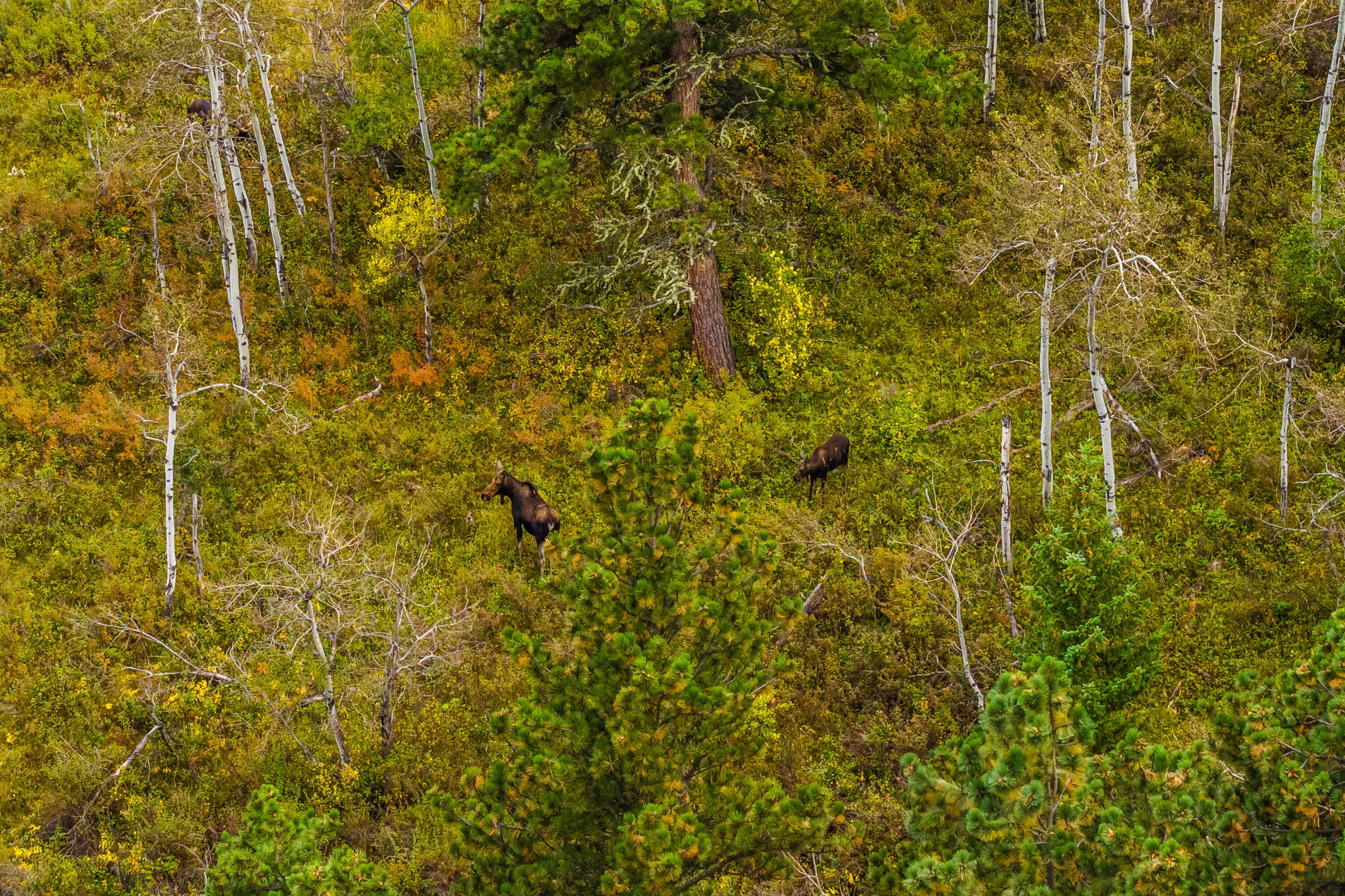 Big Horn, Wyoming, 82833, United States, ,Residential,For Sale,2011314