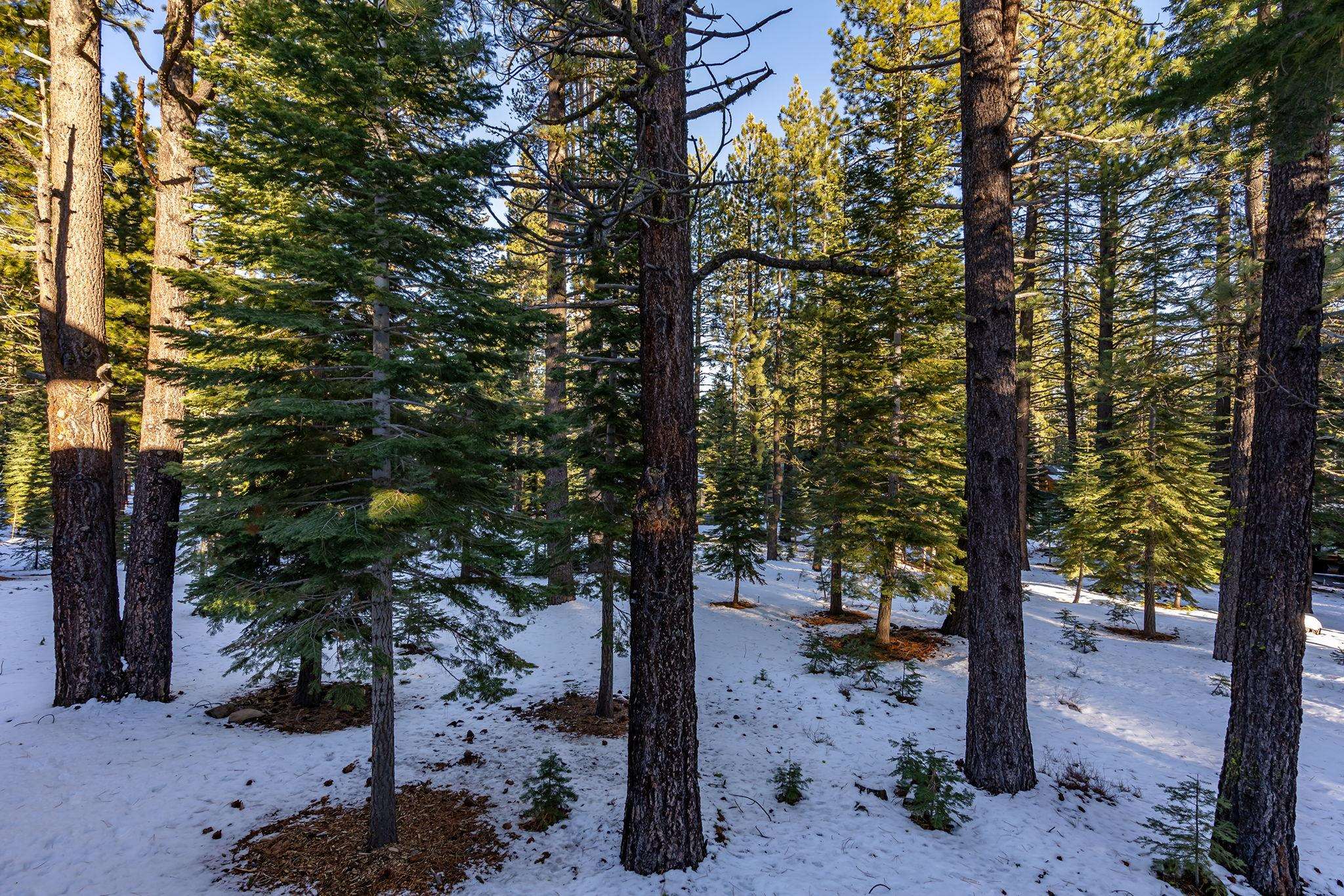 11161 Parkland Drive, Truckee, California, 96161, United States, 5 Bedrooms Bedrooms, ,4 BathroomsBathrooms,Residential,For Sale,11161 Parkland Drive,1675339