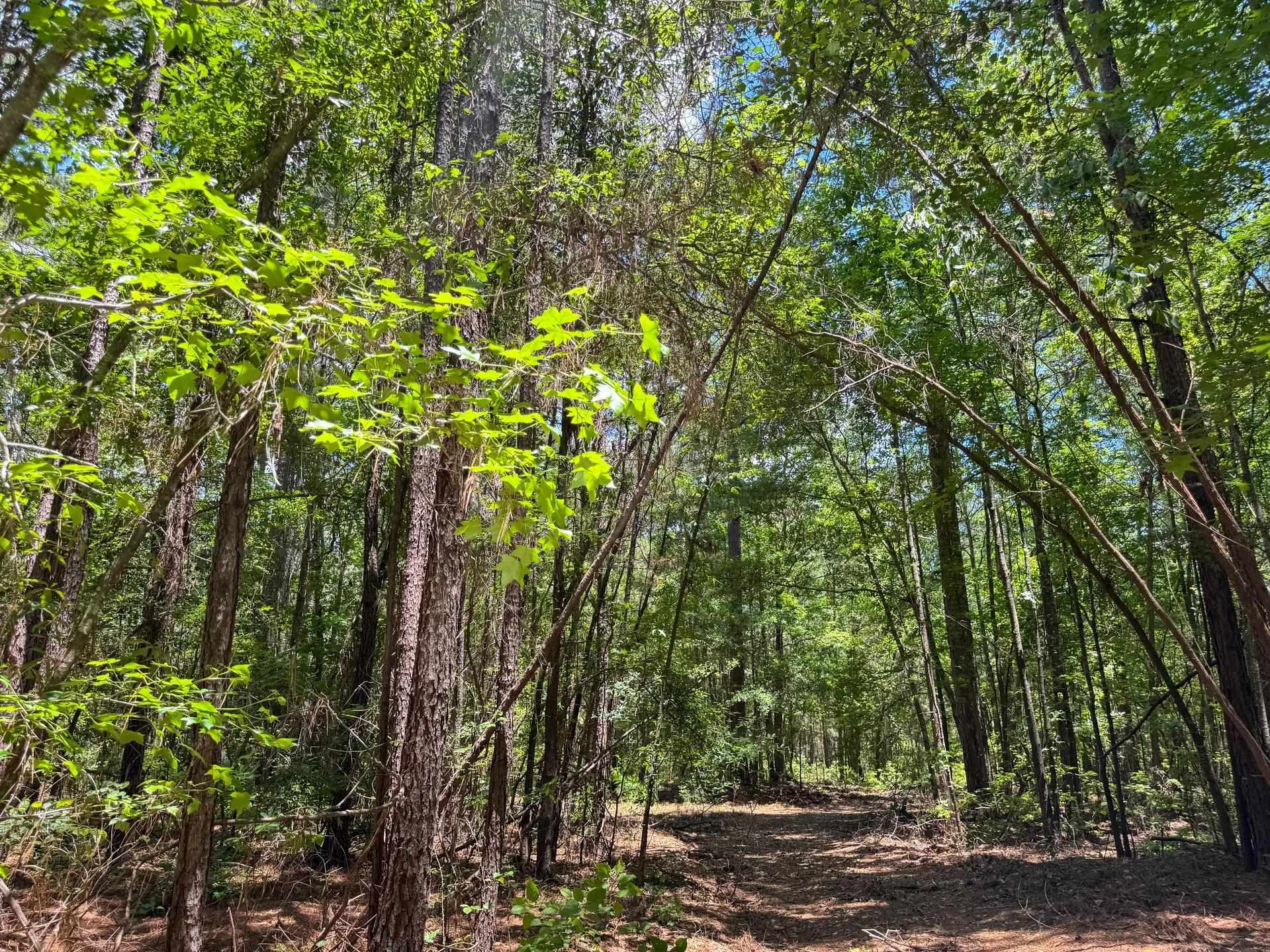 Douglassville, Texas, 75560, United States, ,Land,For Sale,2048006