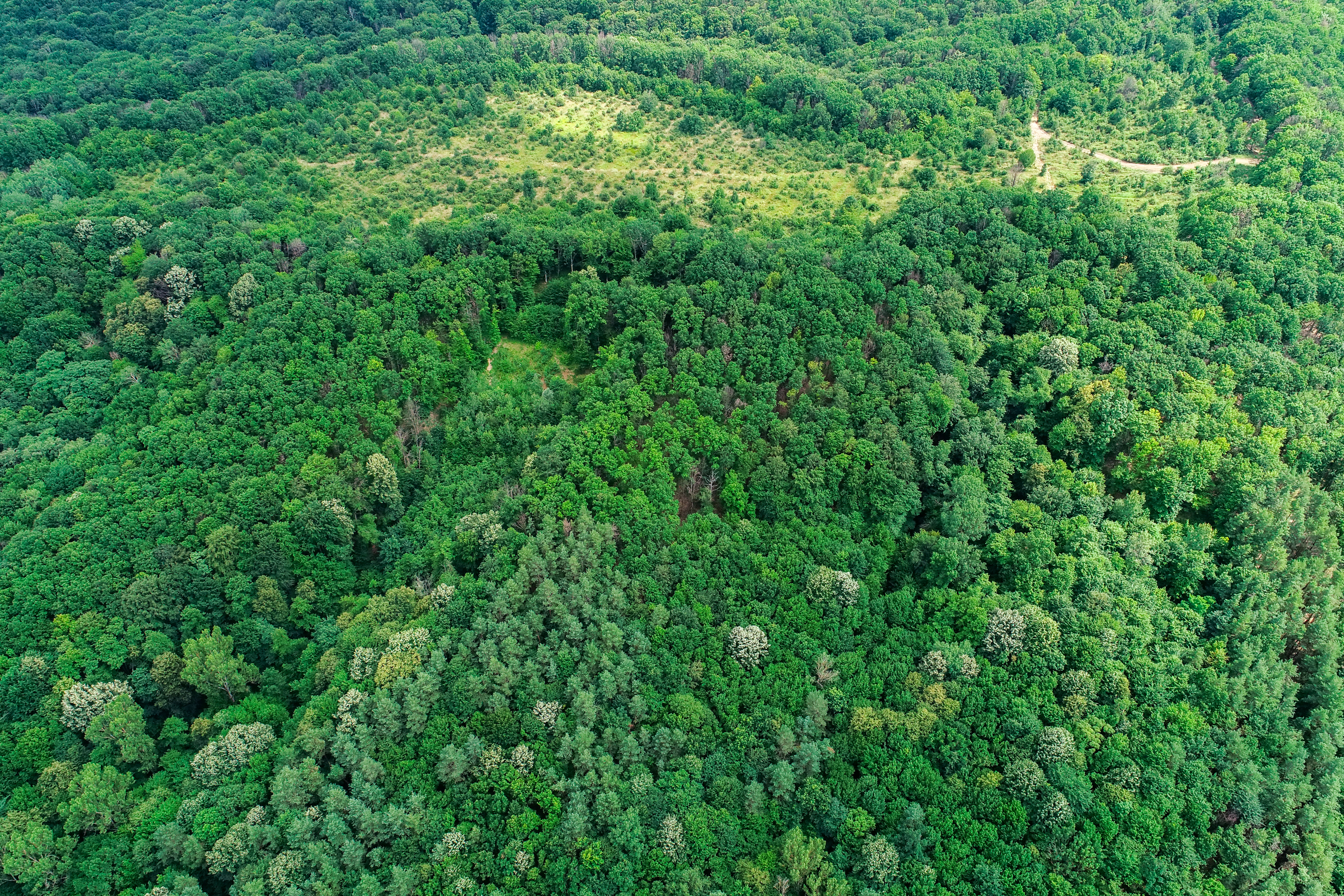  Villa with a 19-Hectare Private Estate on the Edge of the Forest - 物件實景