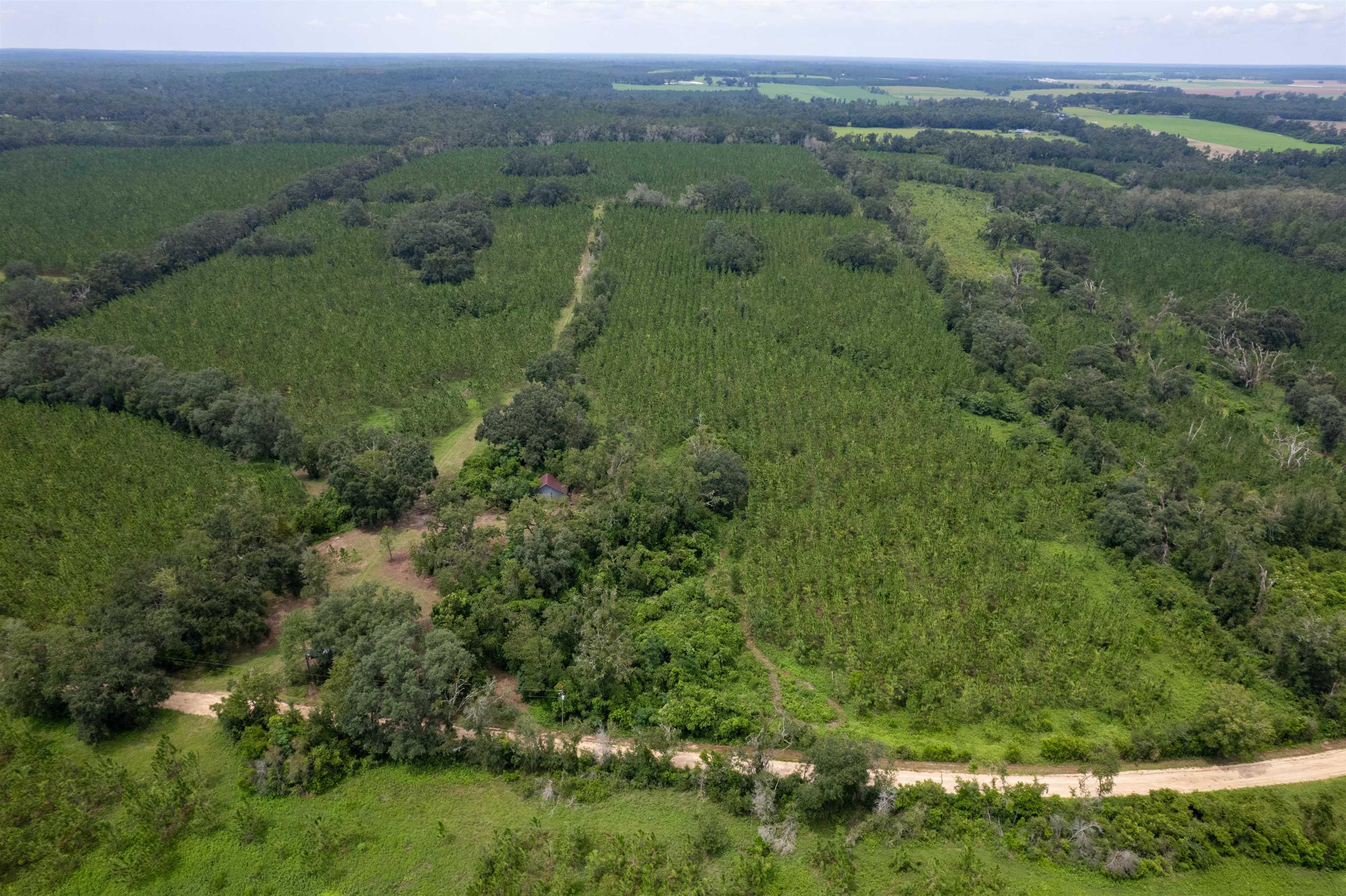 xxx Ne Geranium Street, Madison, Florida, 32340, United States, ,Land,For Sale,xxx Ne Geranium Street,1671968