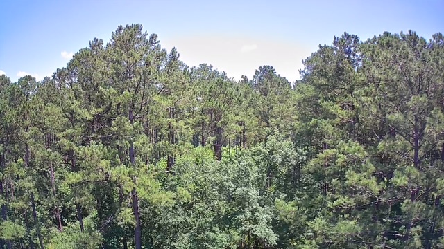 Reevesville, South Carolina, 29471, United States, ,Land,For Sale,1868815